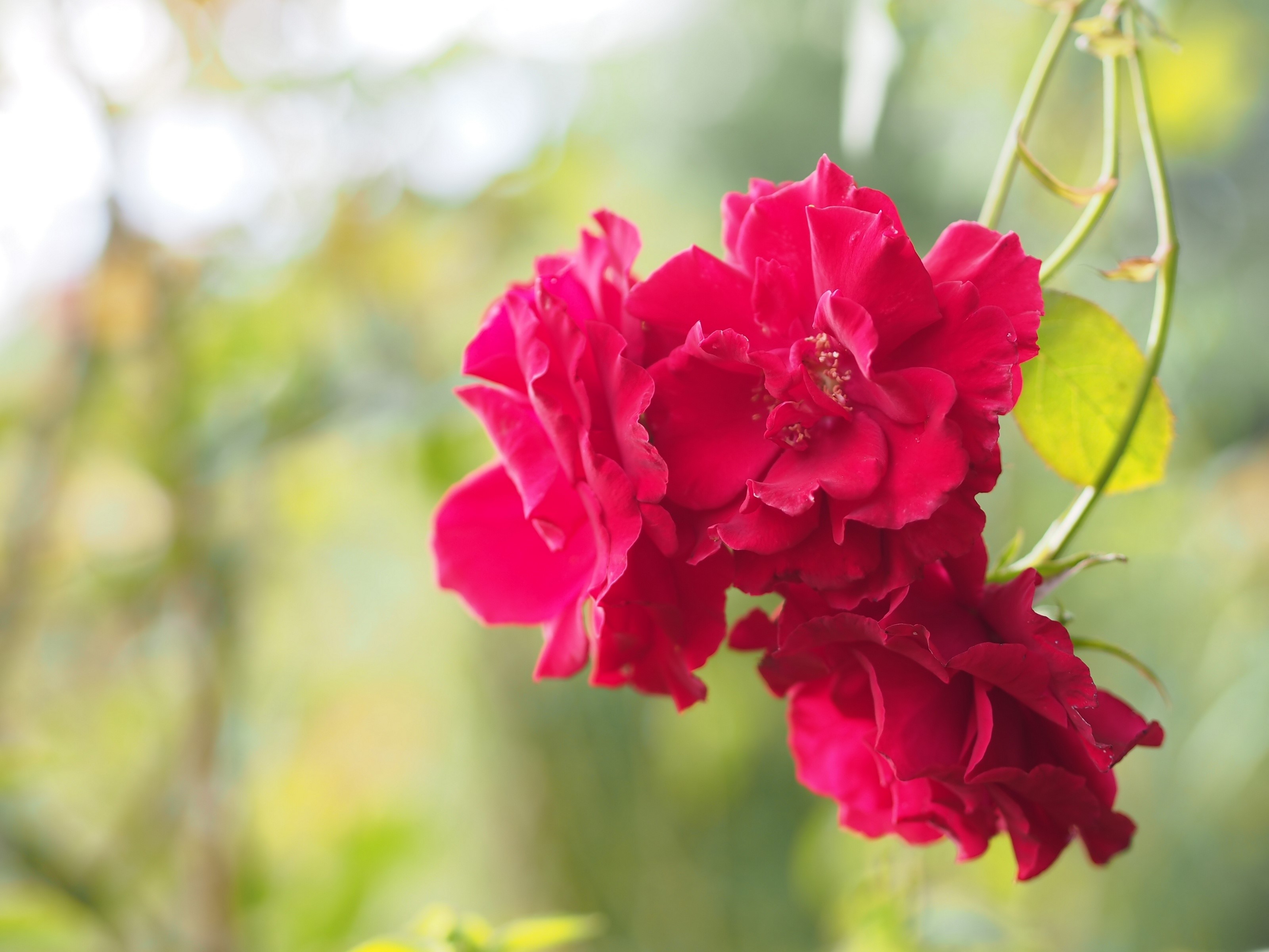 Close-up of red roses on a vine HD Wallpaper