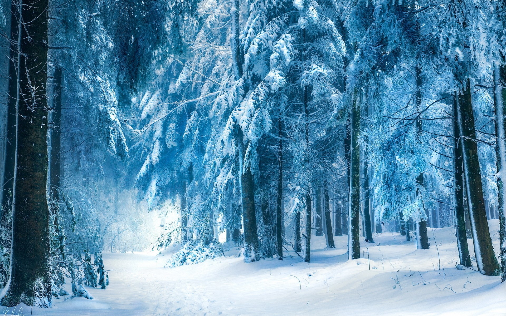Snowy forest path with tall pine trees HD Wallpaper