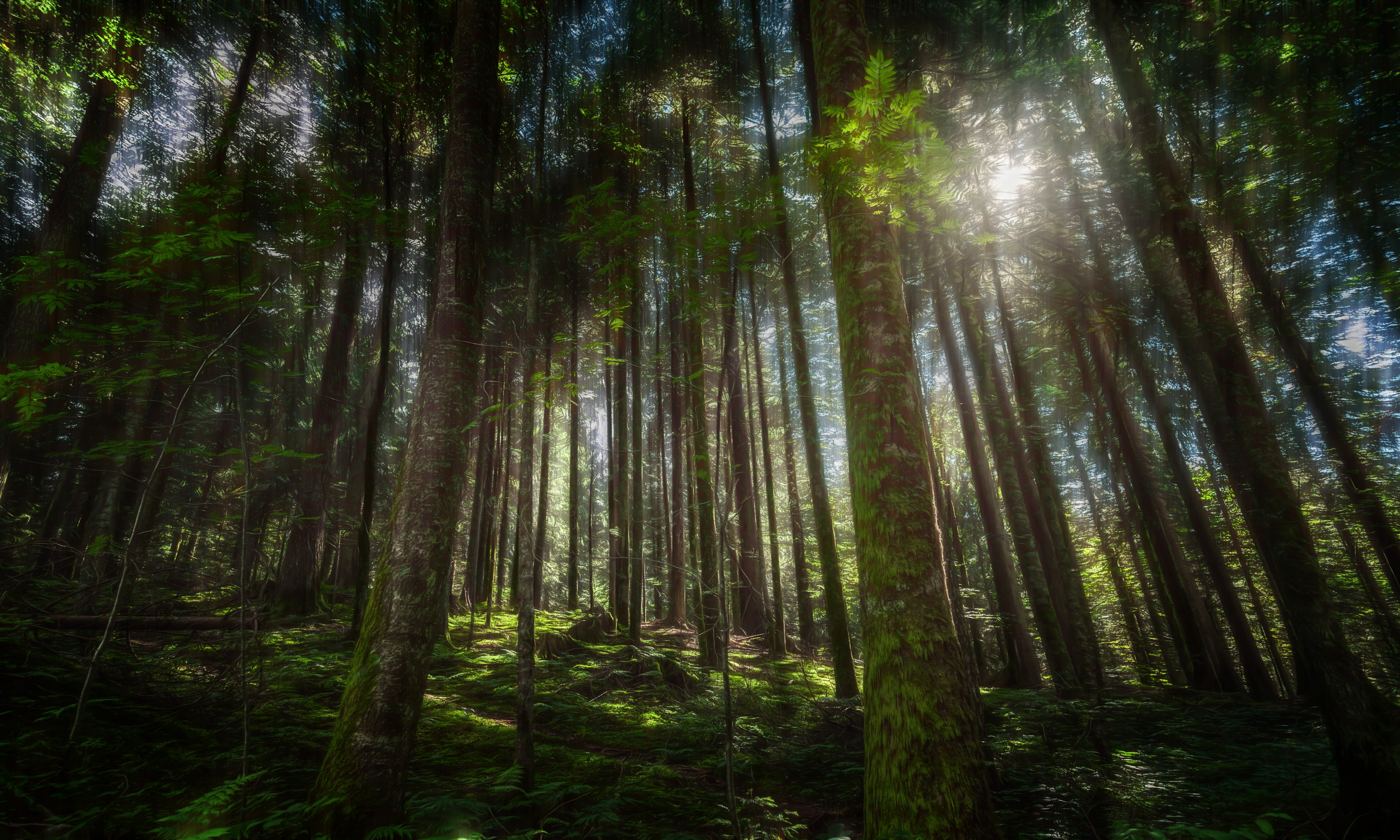 Sunlight filtering through a dense forest HD Wallpaper