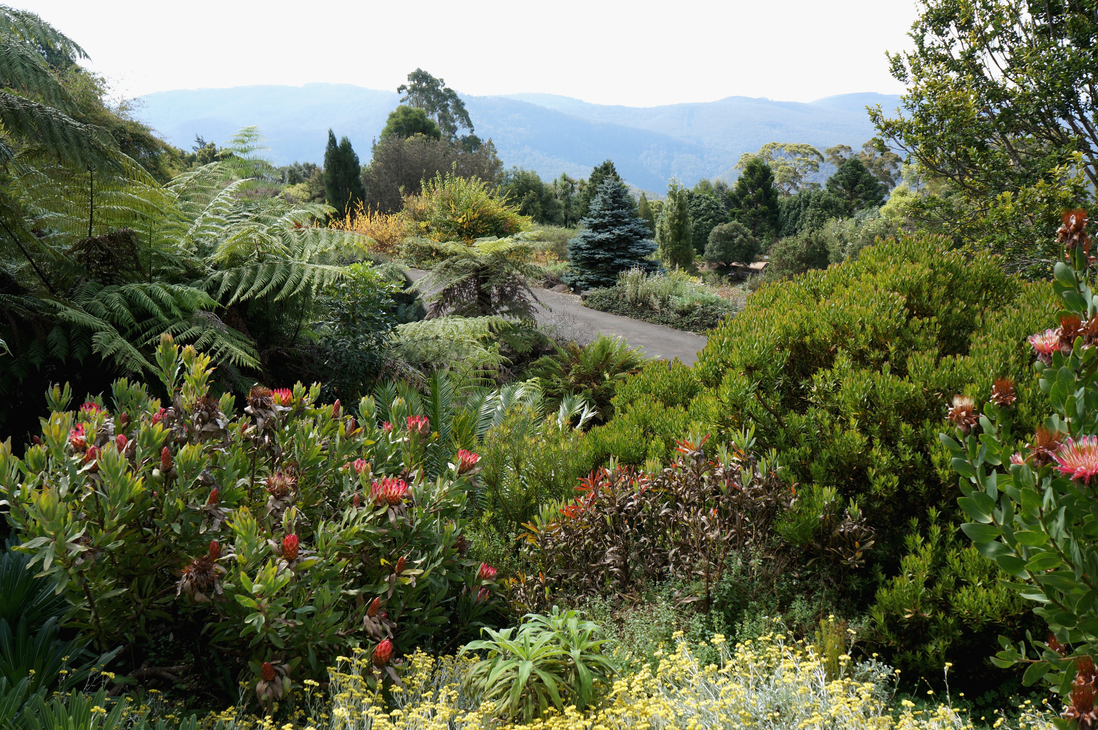 Australian Botanic Gardens with Mountains in Background HD Wallpaper