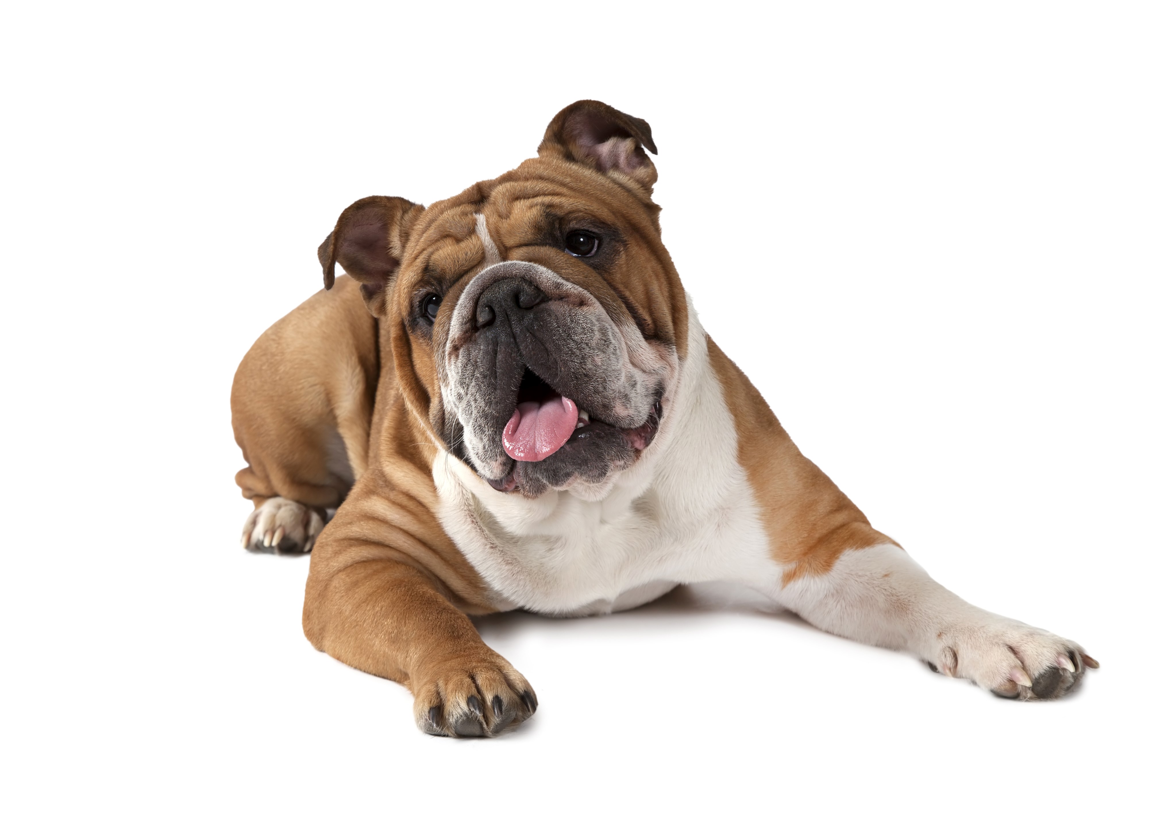 Bulldog lying down and looking at the camera HD Wallpaper