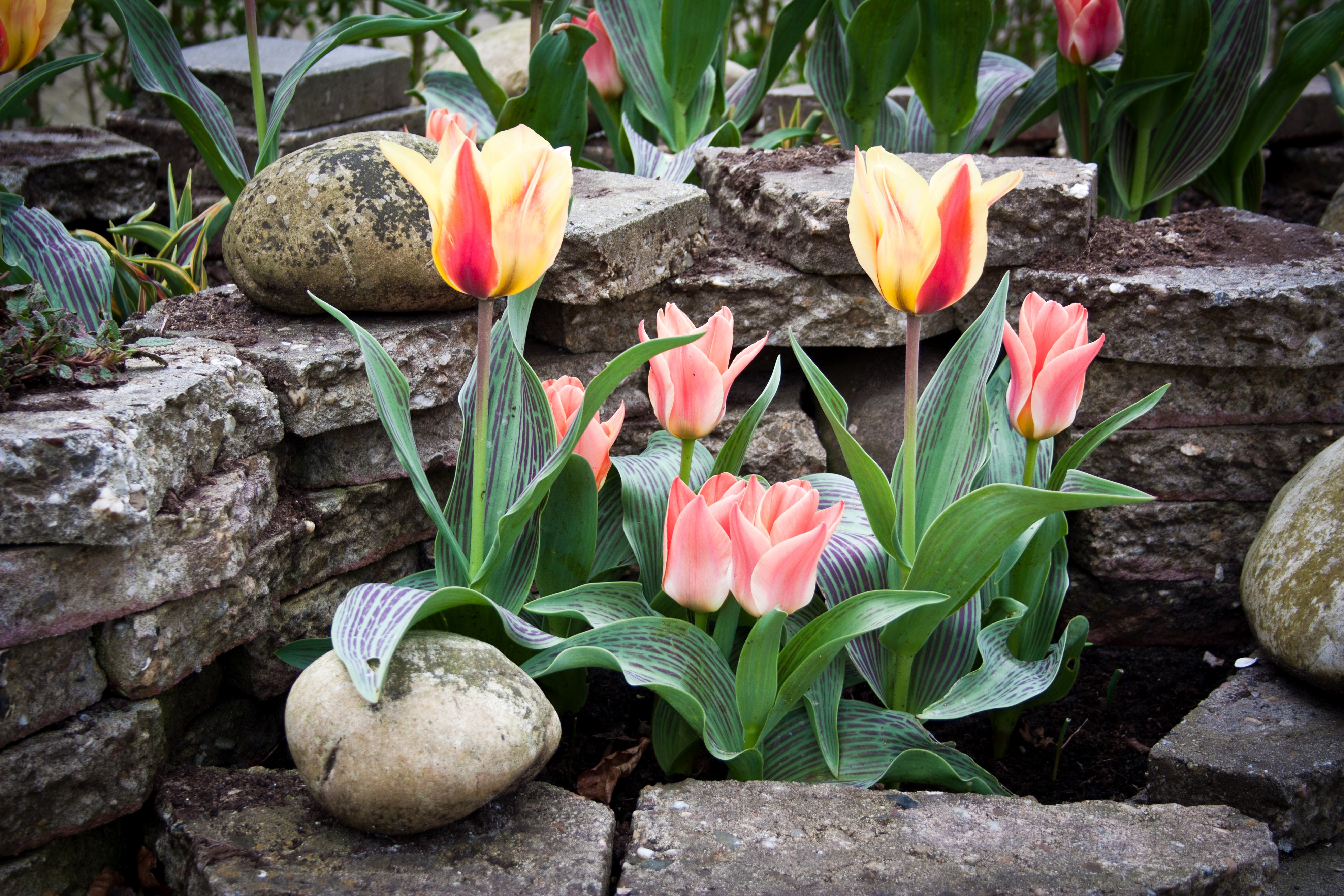 Tulips and Stones HD Wallpaper