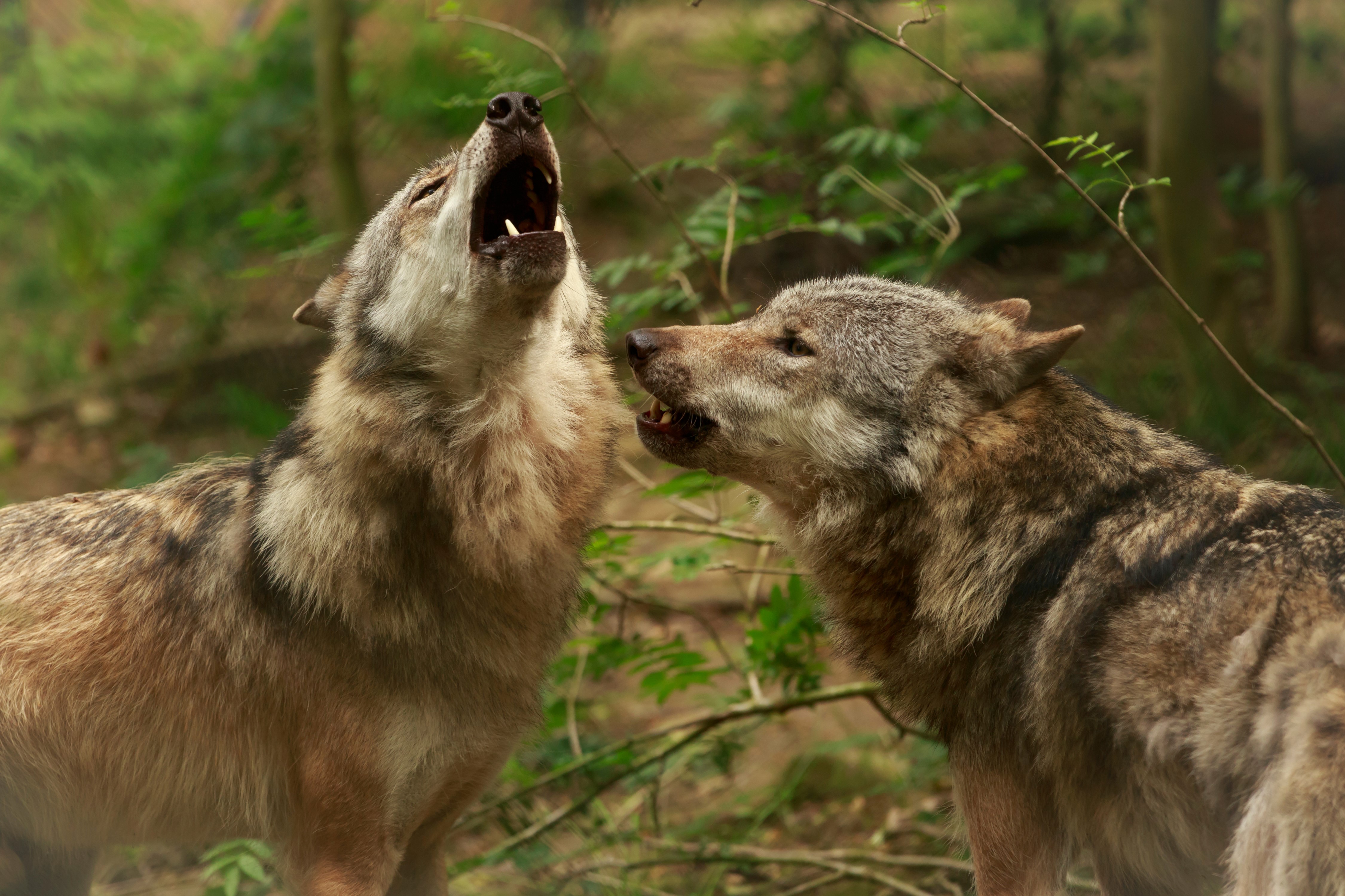 Two wolves howling in a forest HD Wallpaper