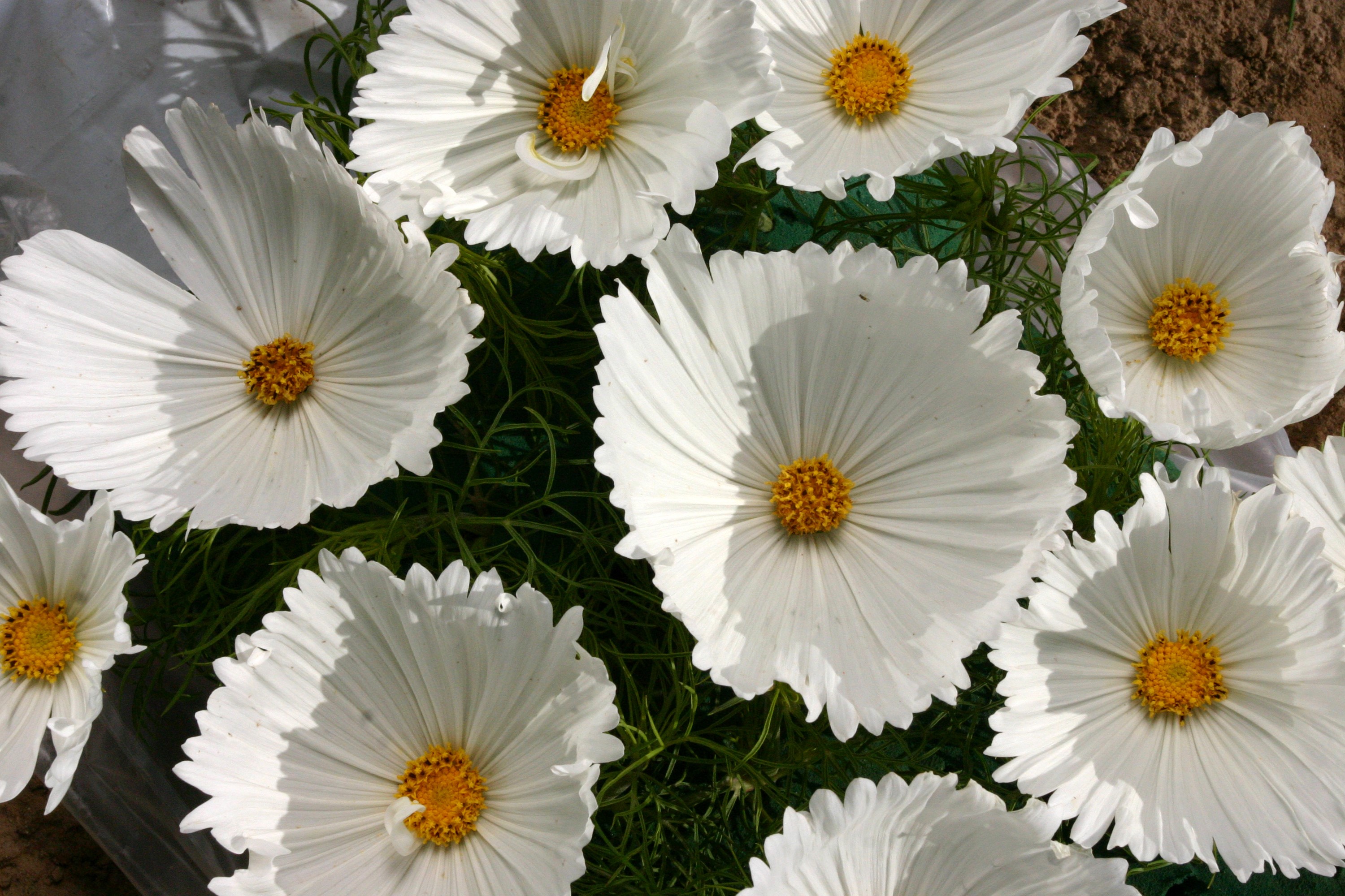 White Cosmos flowers with yellow centers HD Wallpaper