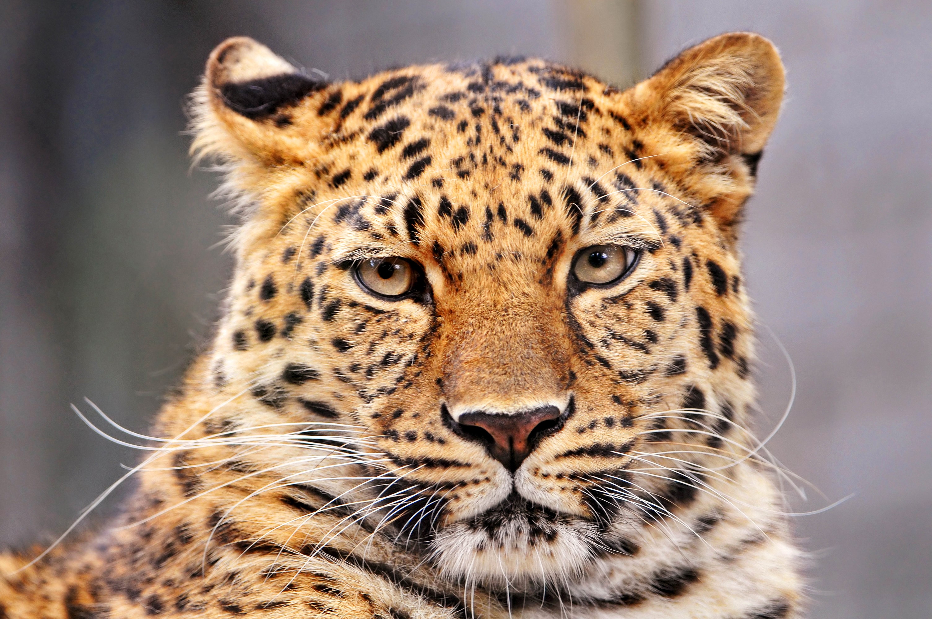 Close-up of a leopard's face HD Wallpaper