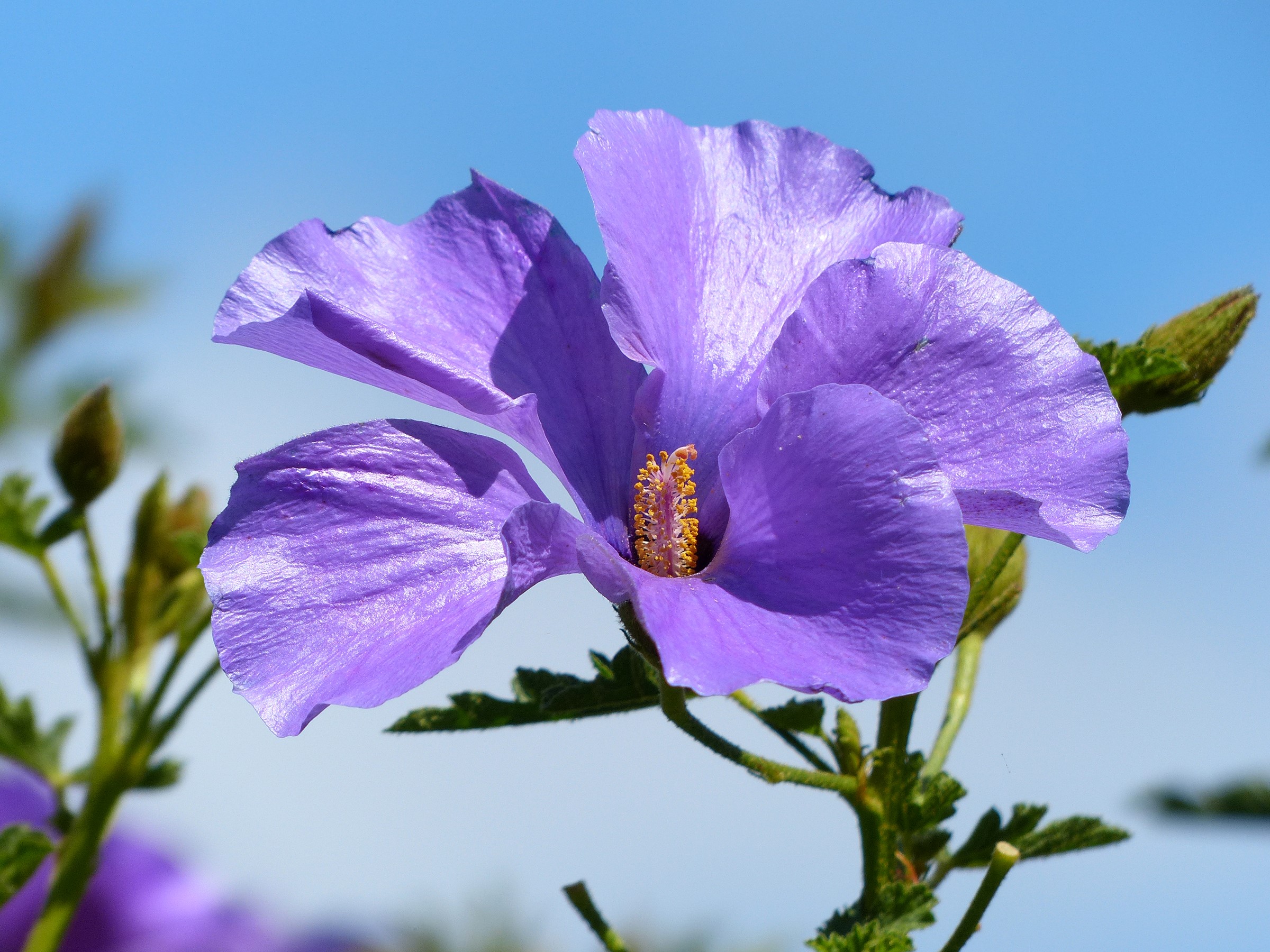 Close-up of a purple hibiscus flower HD Wallpaper