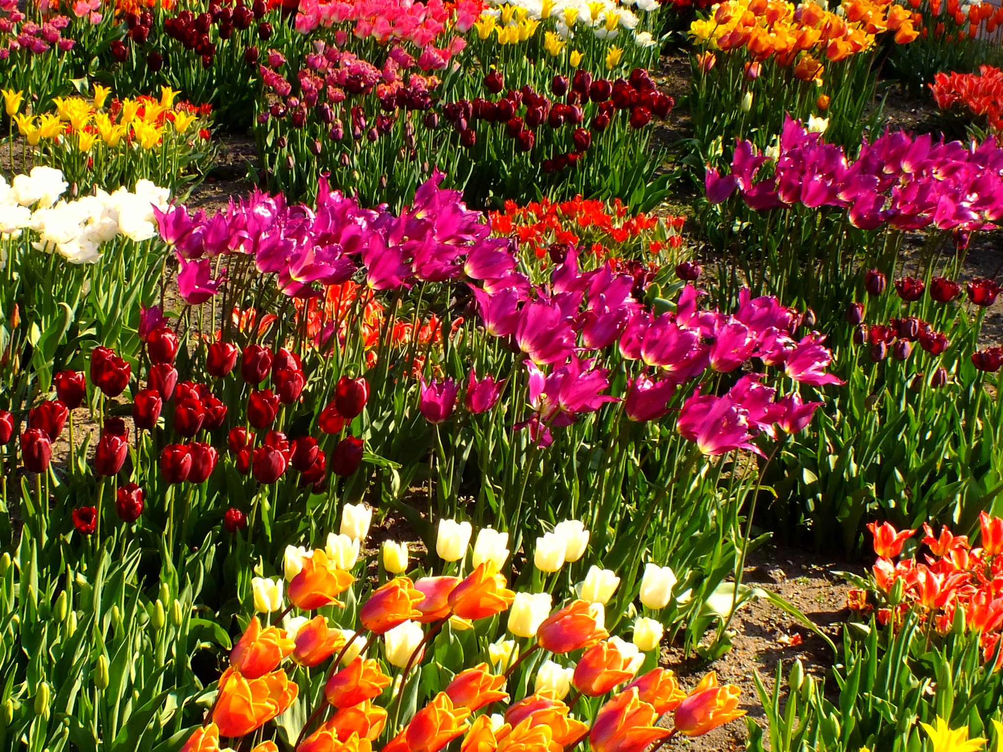 A field of colorful tulips in bloom HD Wallpaper