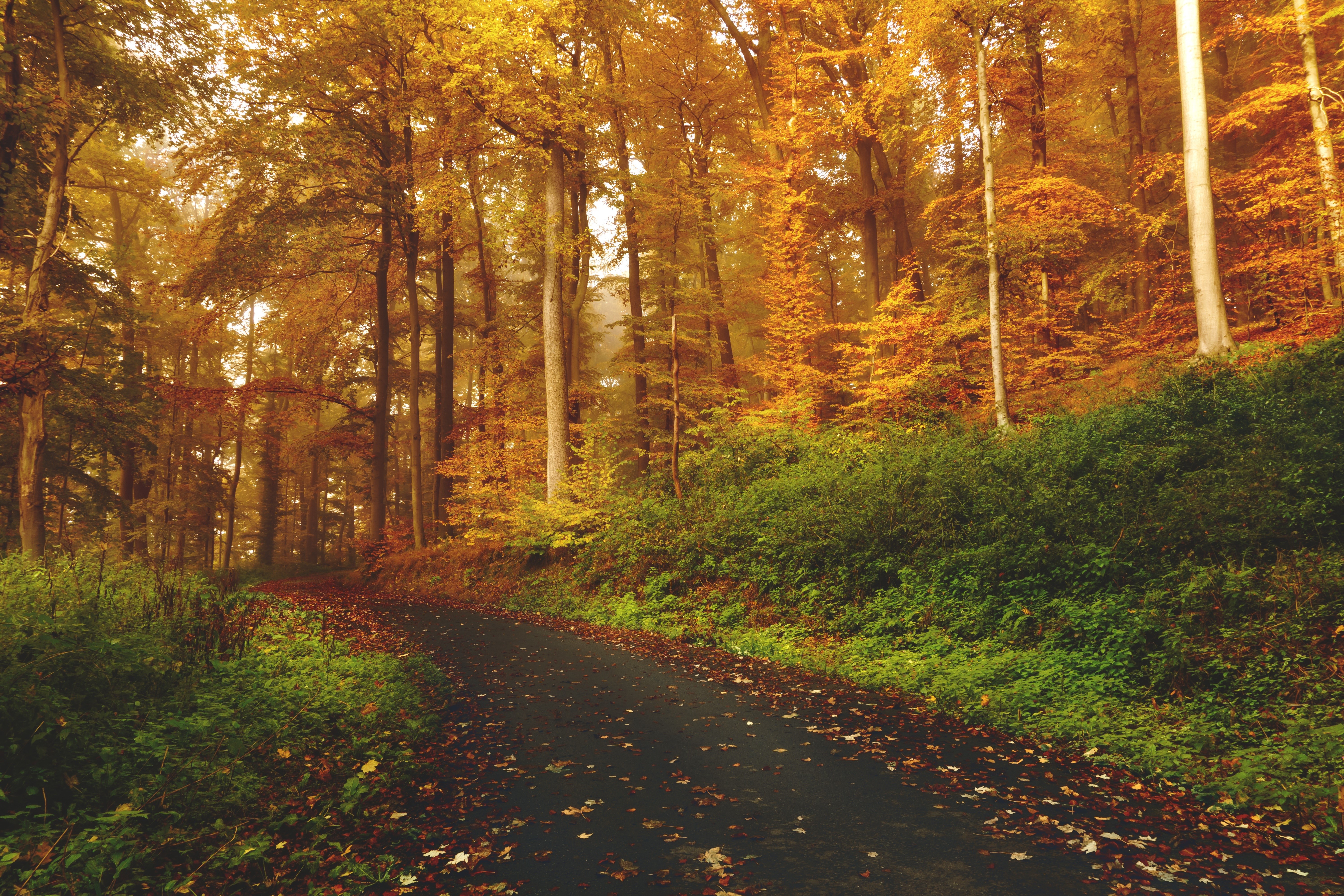 Autumn forest road with fallen leaves HD Wallpaper