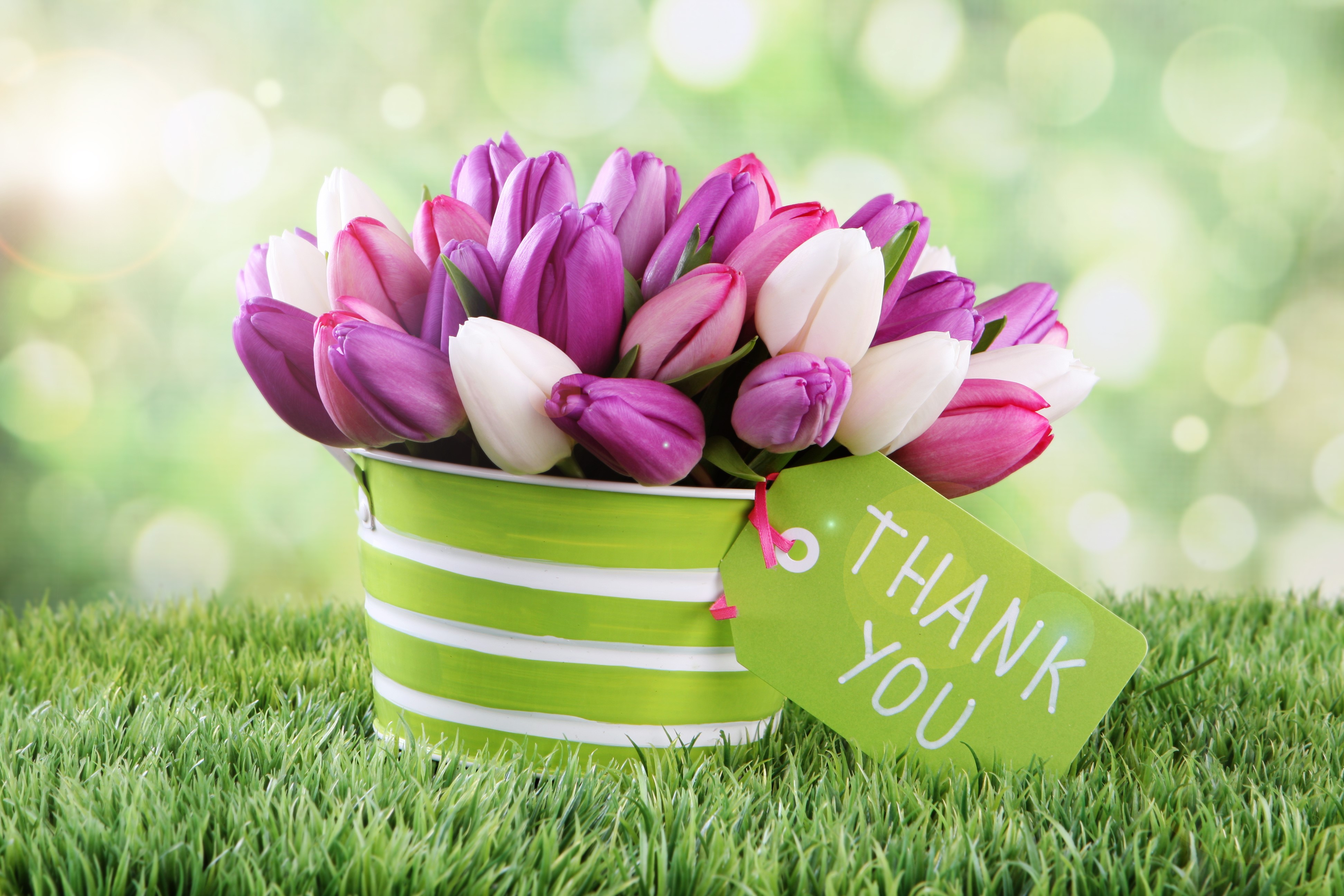 Tulips in a bucket with a thank you tag HD Wallpaper
