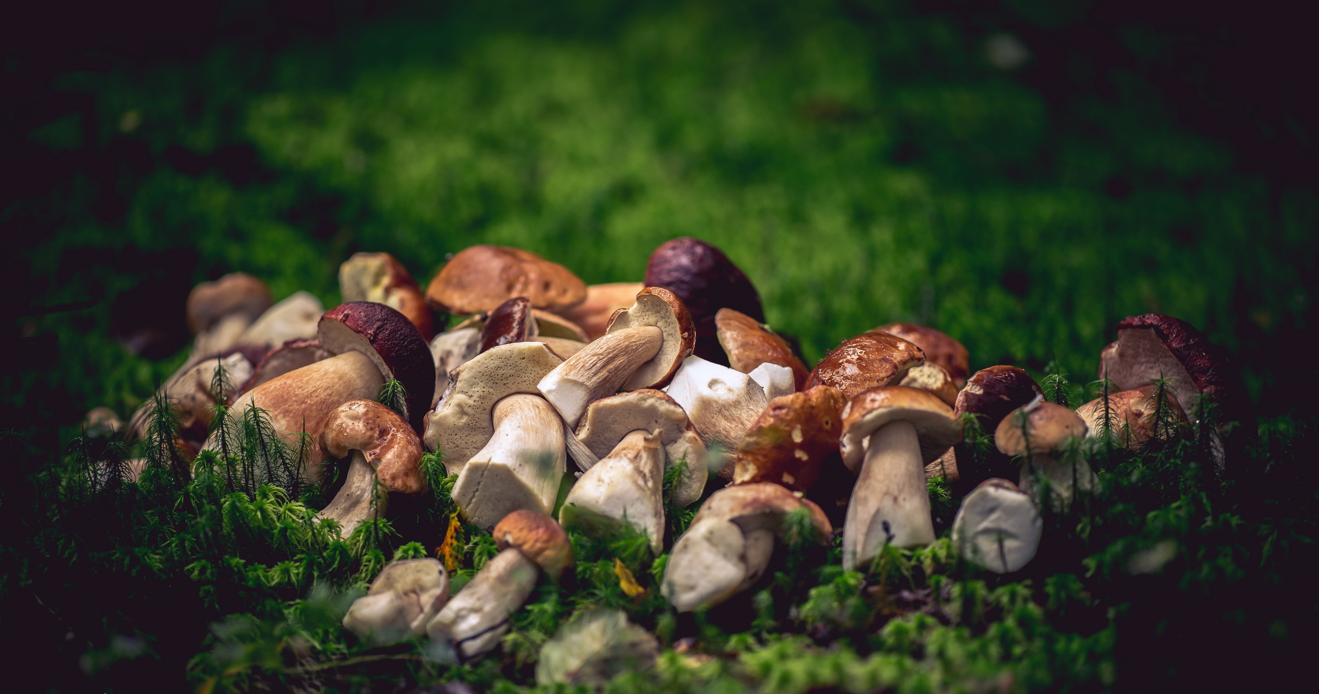 Pile of Porcini Mushrooms on Moss HD Wallpaper