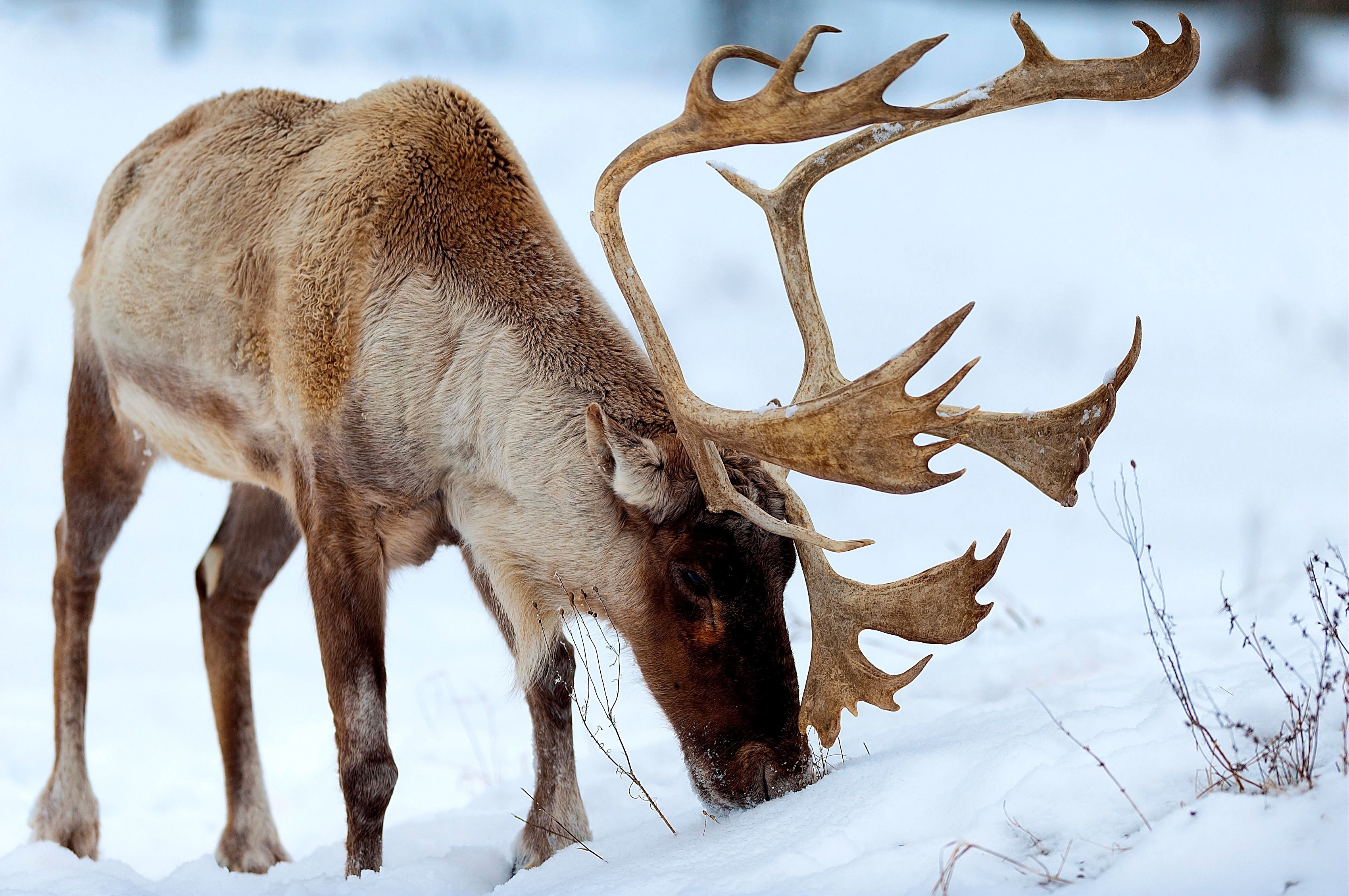 Reindeer with large antlers in the snow HD Wallpaper