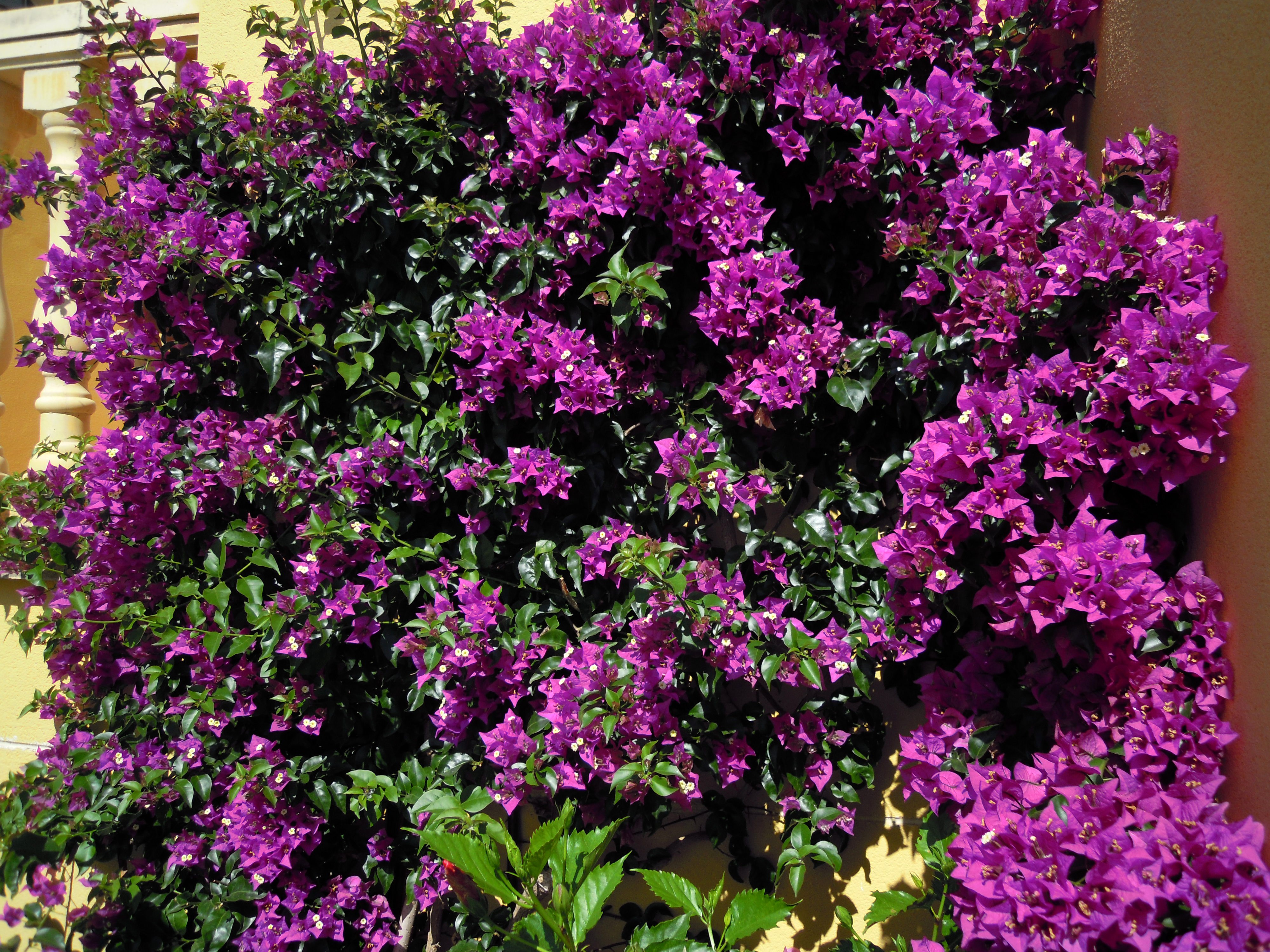 4K Bougainvillea flowers on a yellow wall HD Wallpaper
