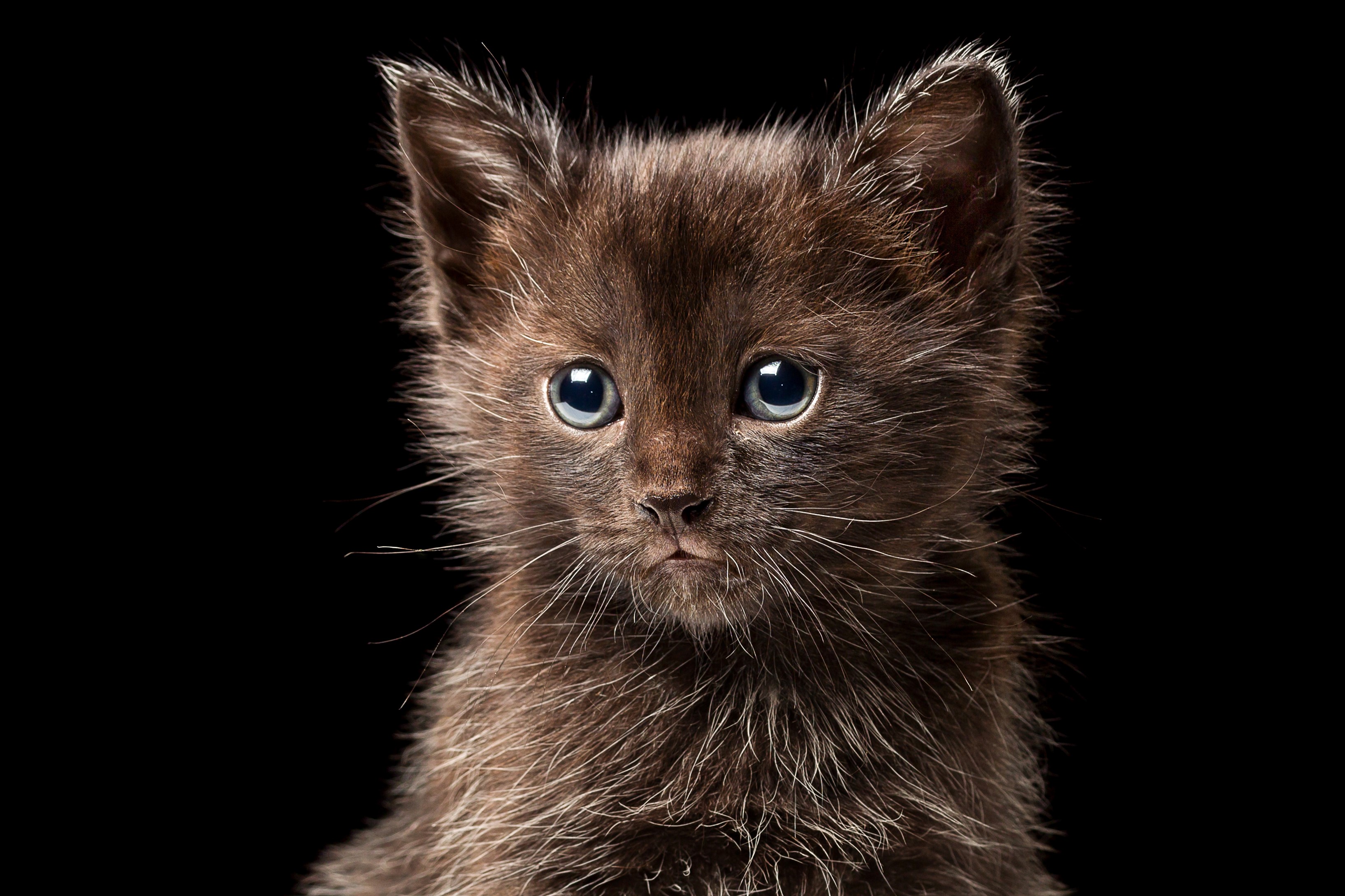 Brown kitten with blue eyes looking forward HD Wallpaper