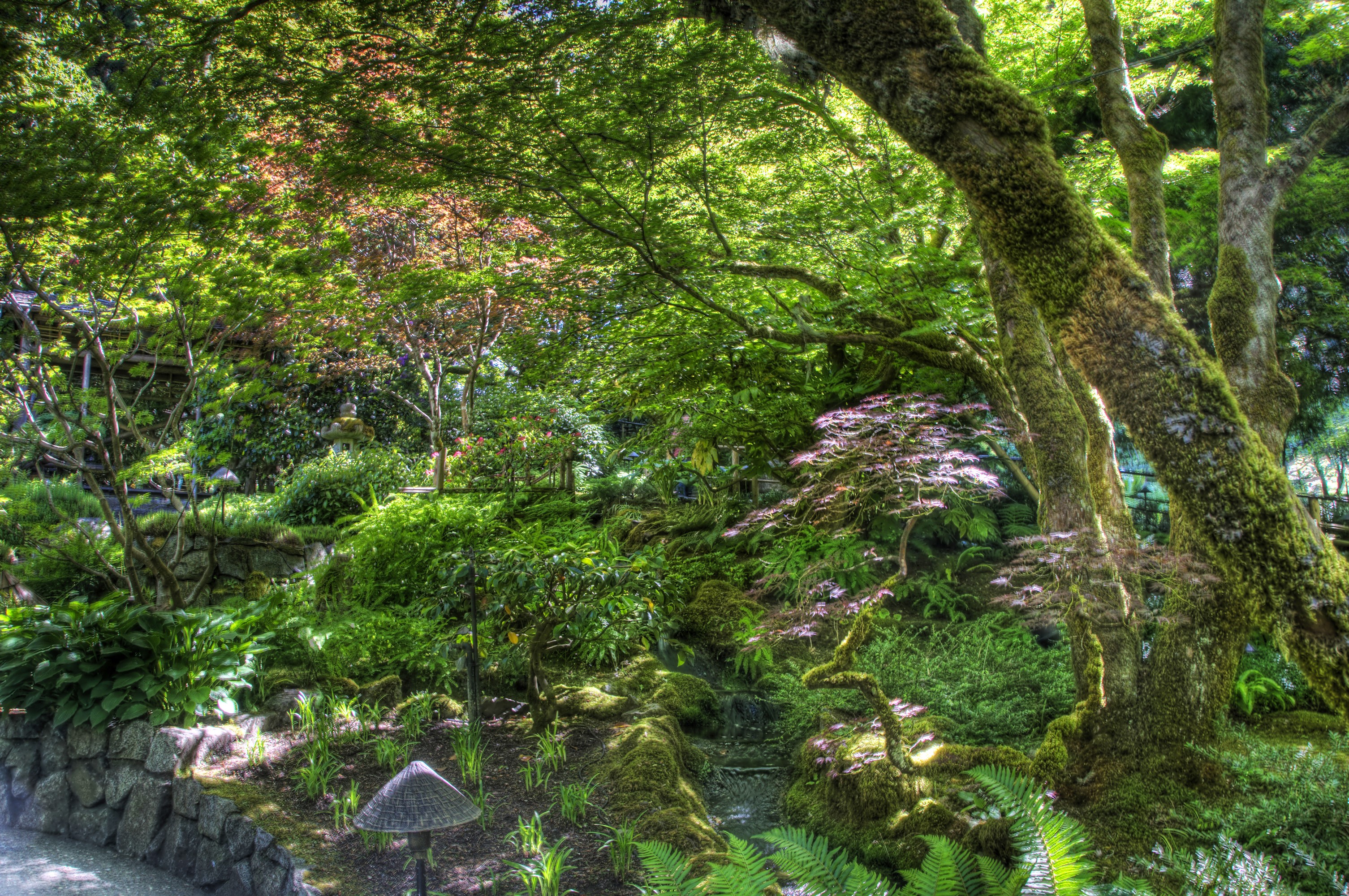 Mossy trees and plants in a garden HD Wallpaper