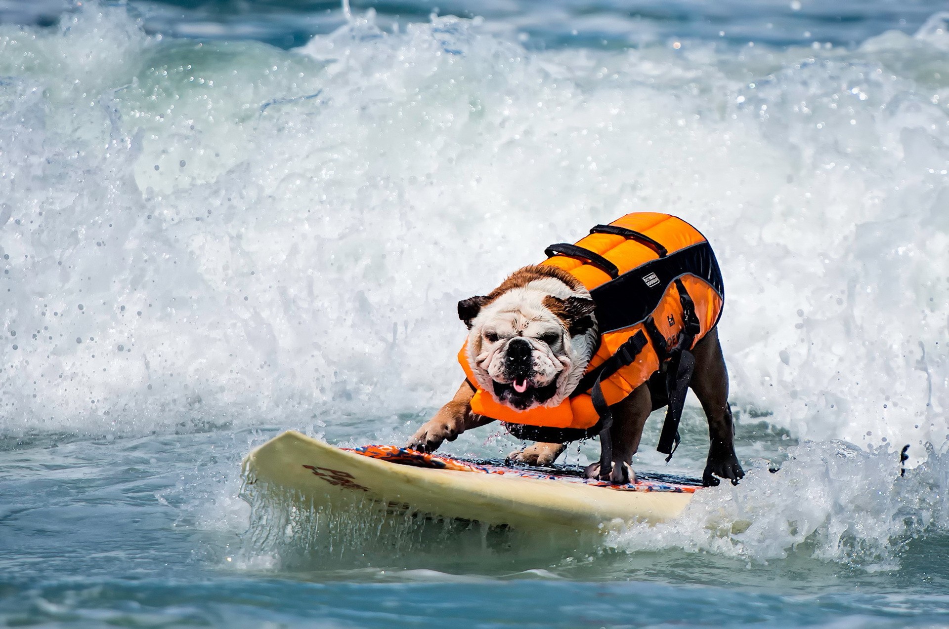 Bulldog Surfing on a Wave HD Wallpaper