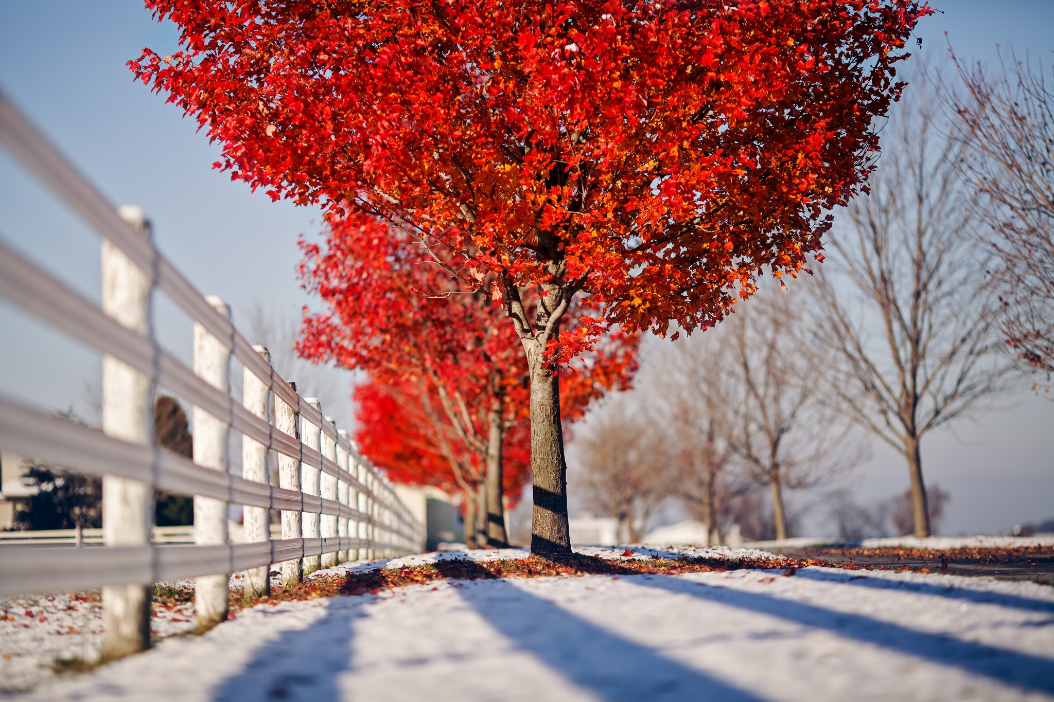 Autumn trees with red leaves and a white fence HD Wallpaper