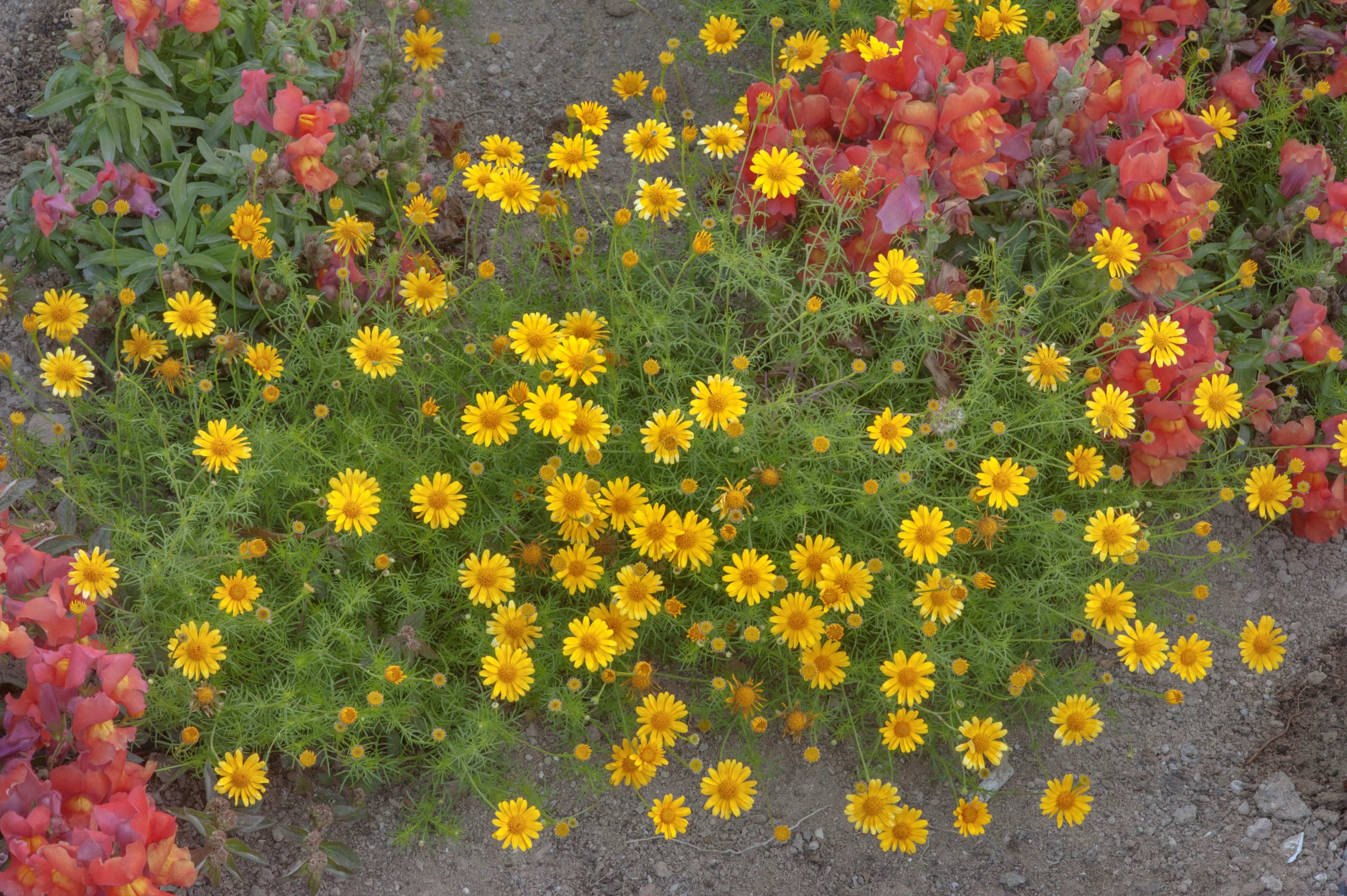 Yellow daisies and red snapdragons in a garden HD Wallpaper