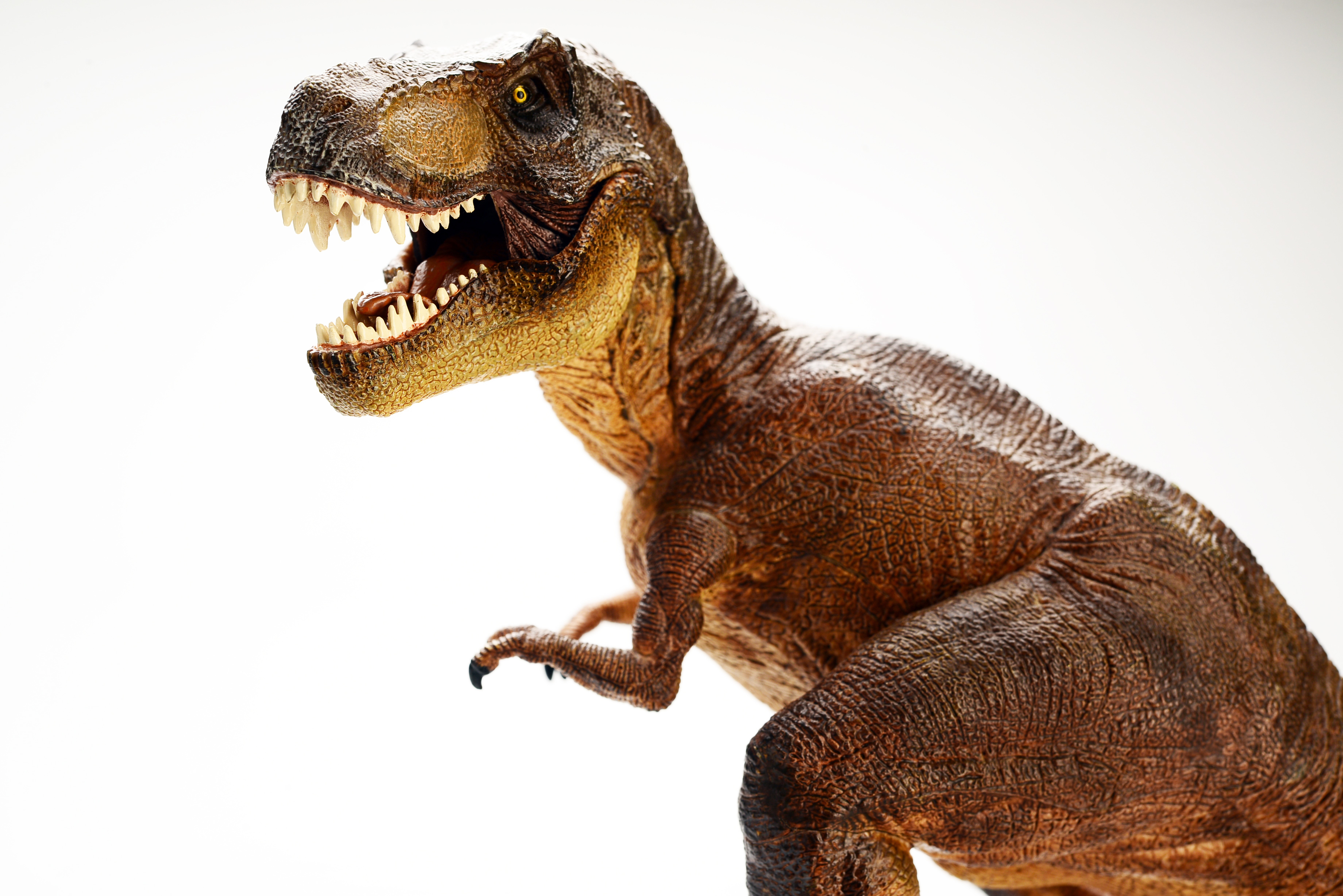 Tyrannosaurus Rex Dinosaur Model HD Wallpaper