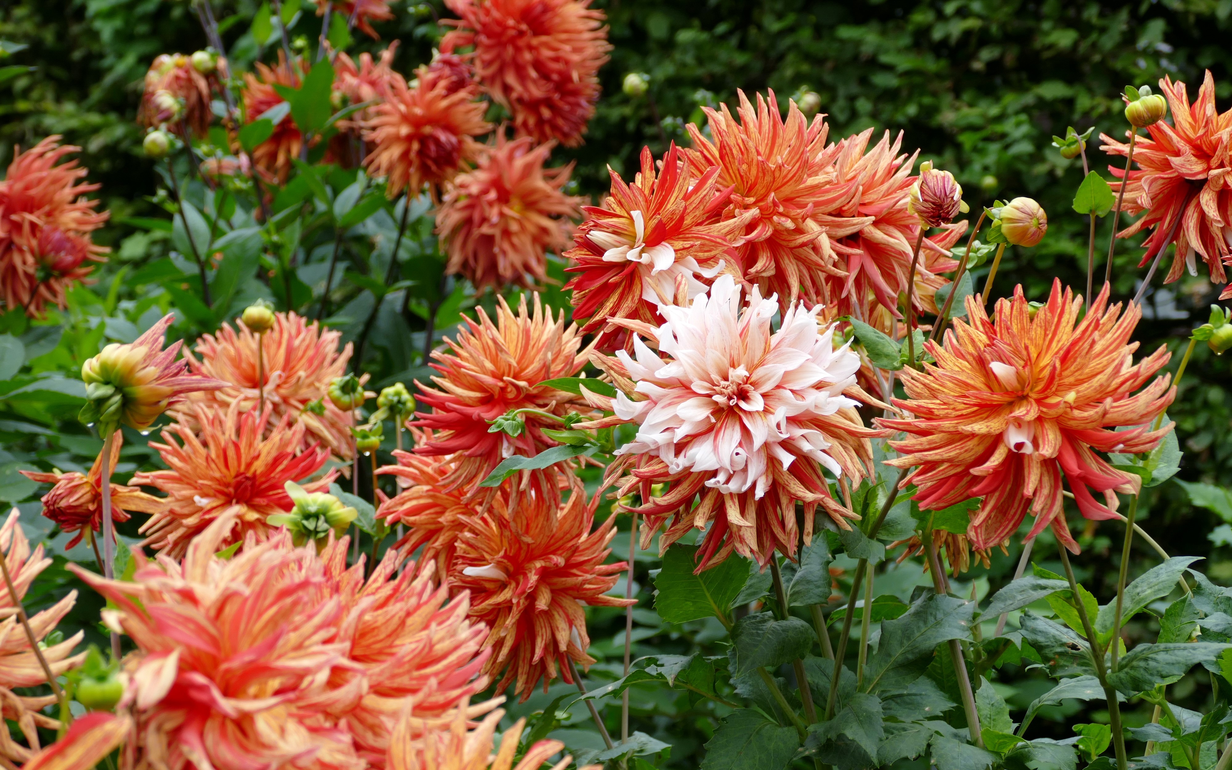 4K Dahlias Closeup HD Wallpaper