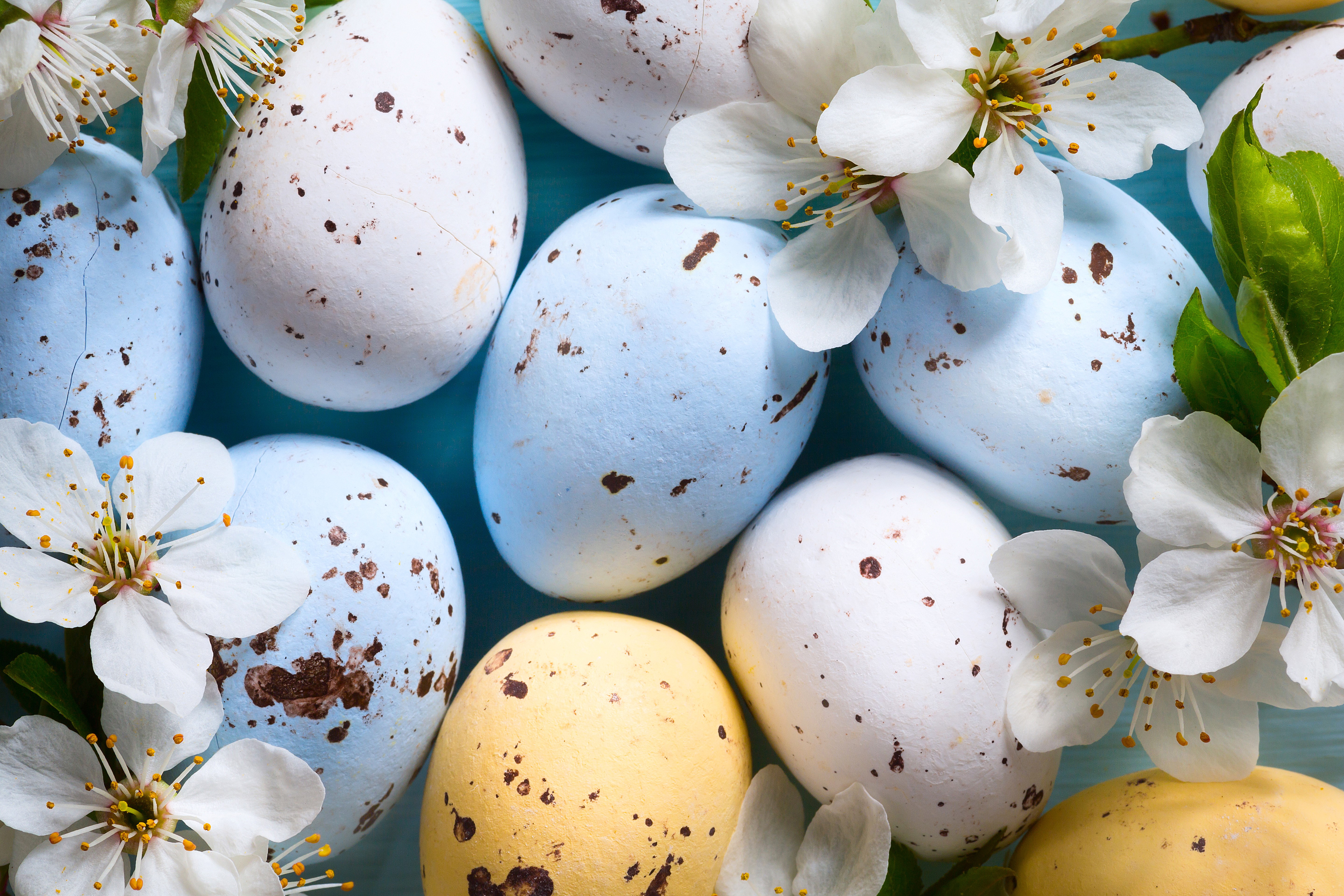 Easter Eggs with Cherry Blossoms HD Wallpaper