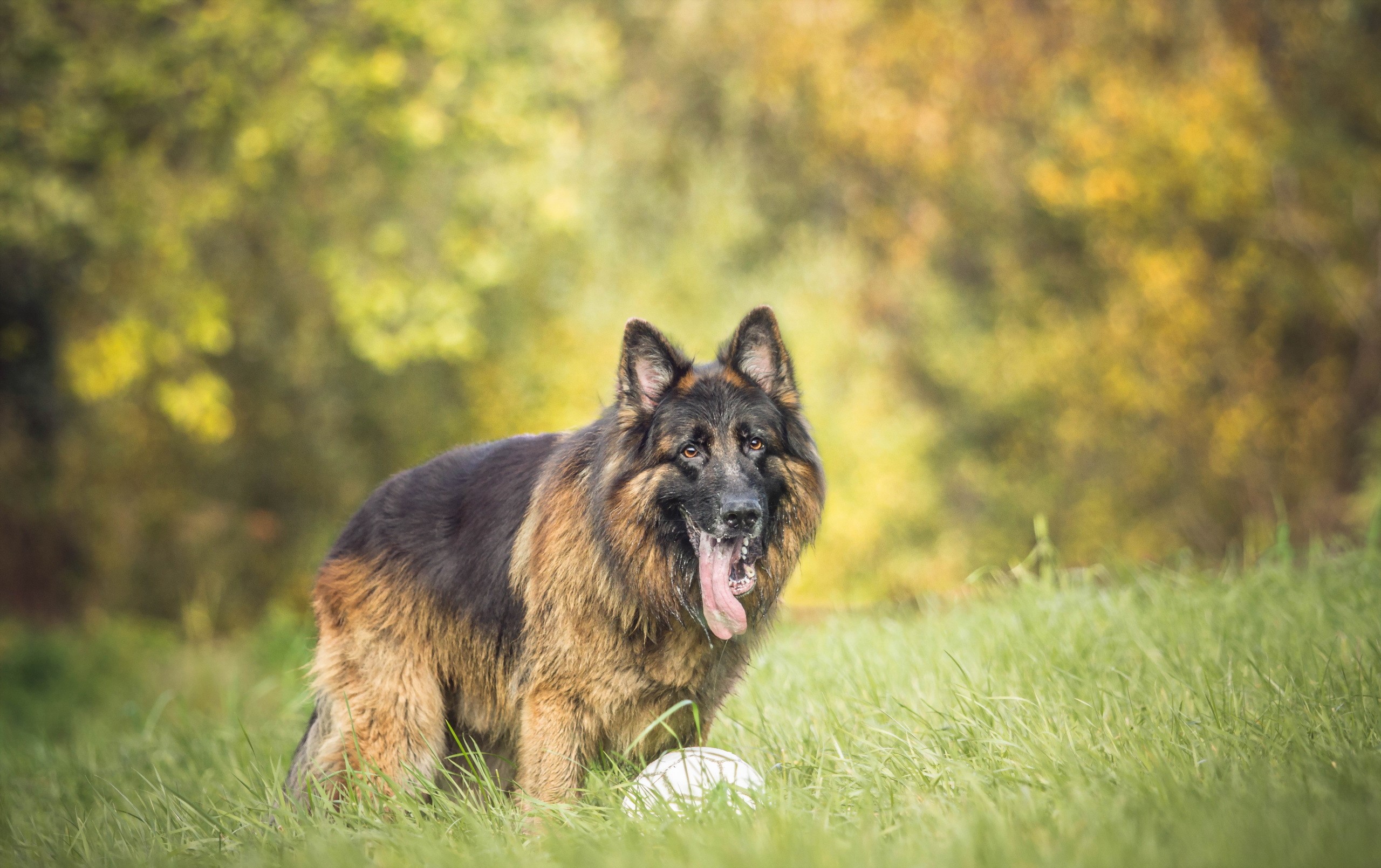German Shepherd dog with a ball in the grass HD Wallpaper