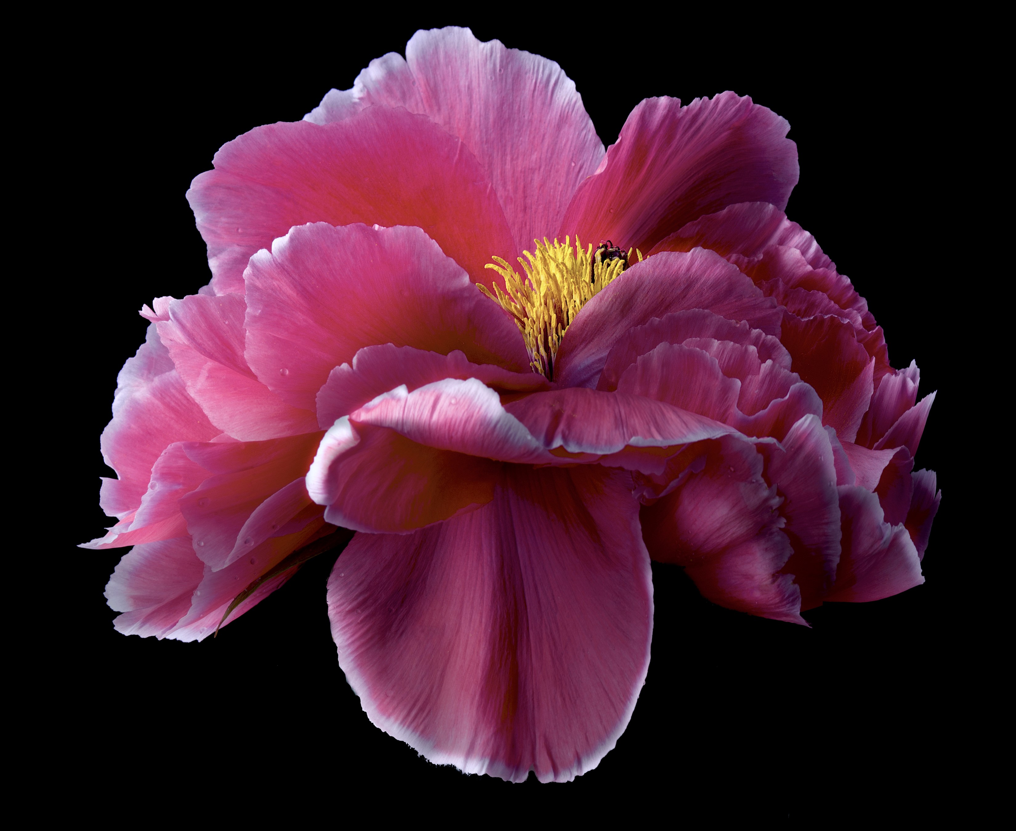 Close-up of a pink peony flower HD Wallpaper