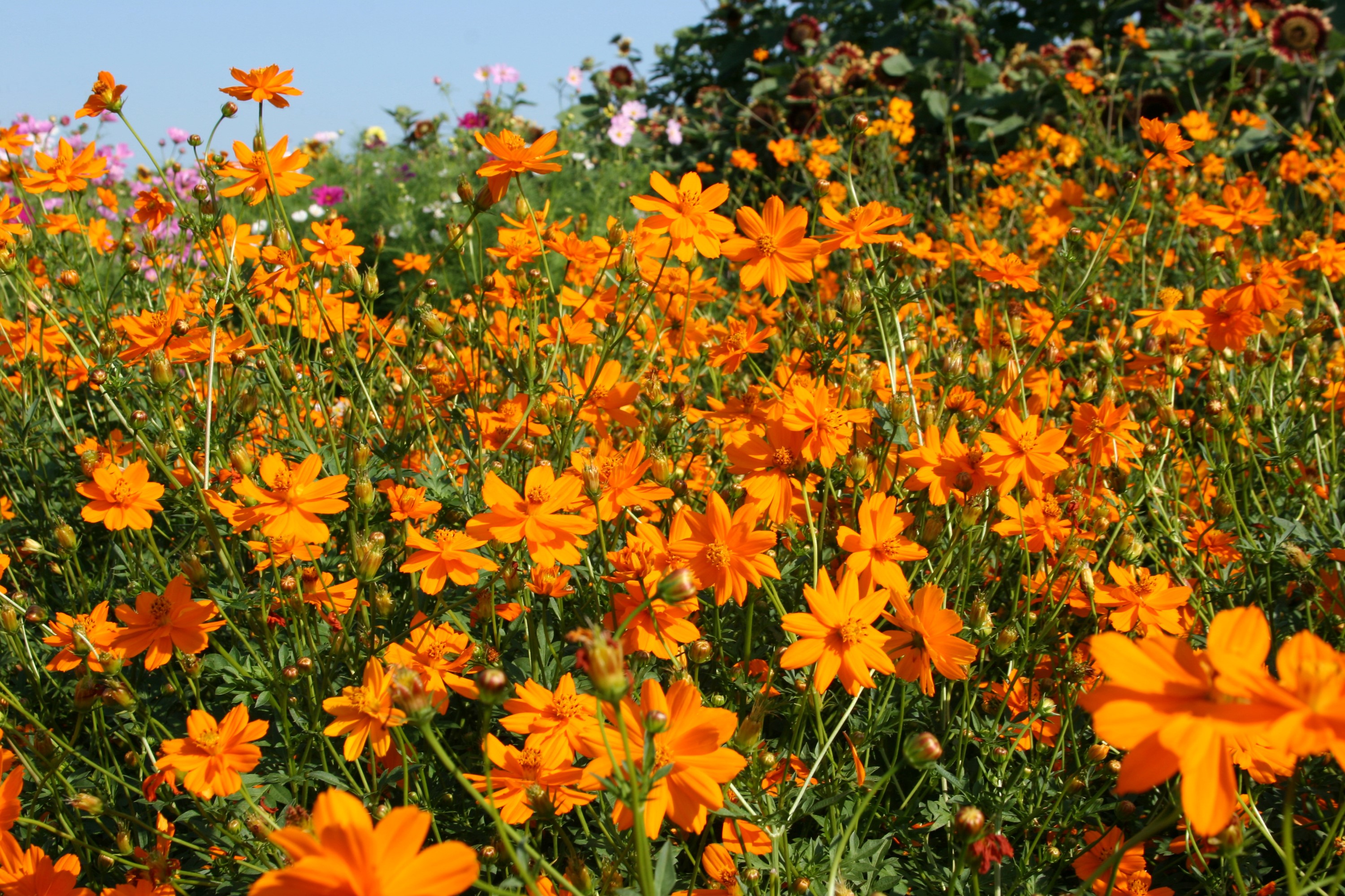 Field of Orange Cosmos Flowers HD Wallpaper