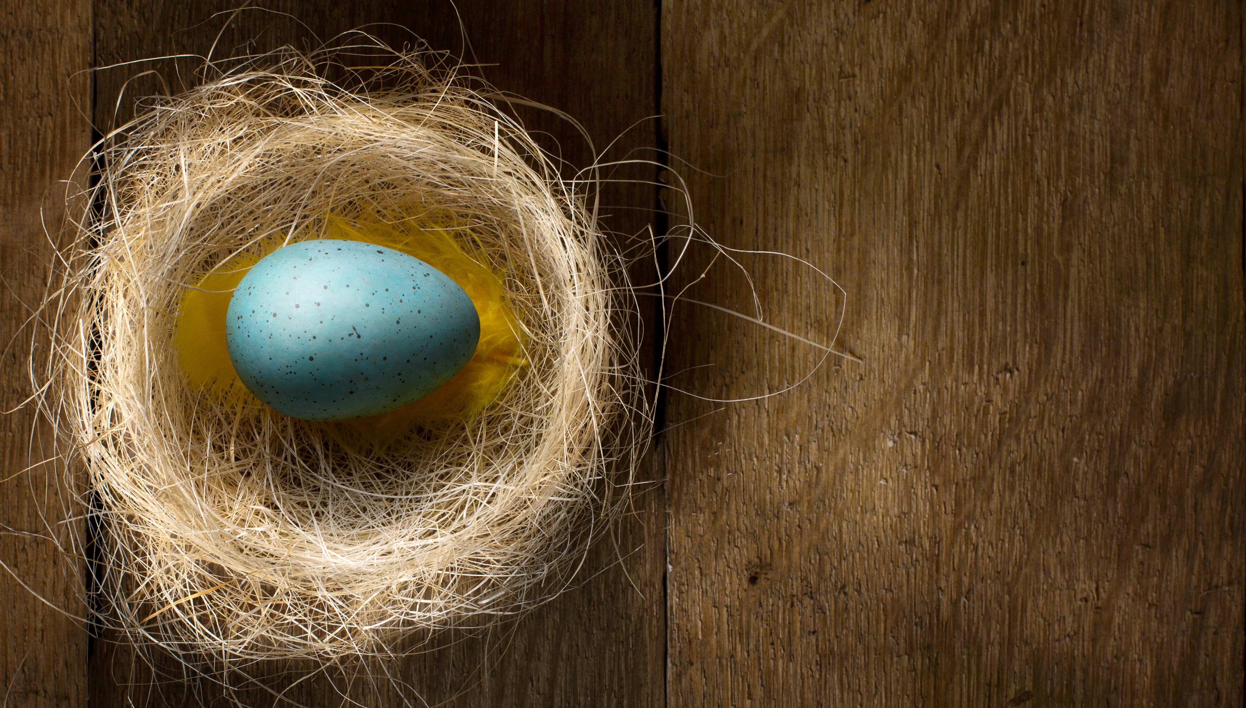 Blue speckled egg in a nest on wooden background HD Wallpaper
