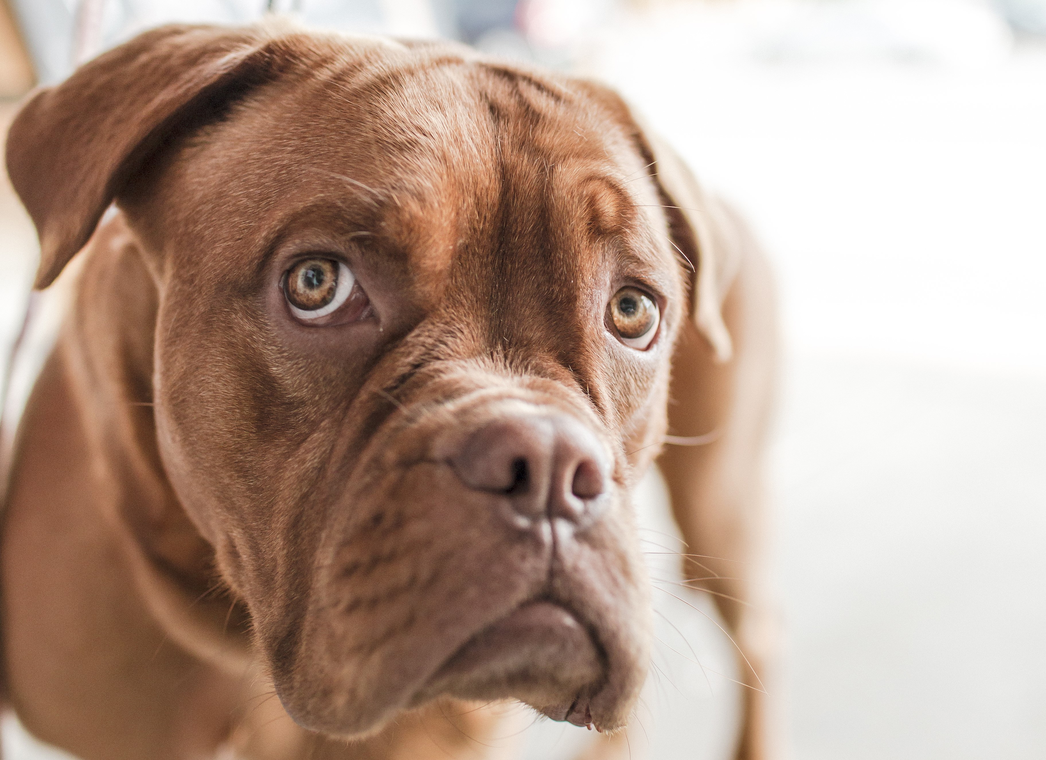 Brown English Bulldog close-up portrait HD Wallpaper