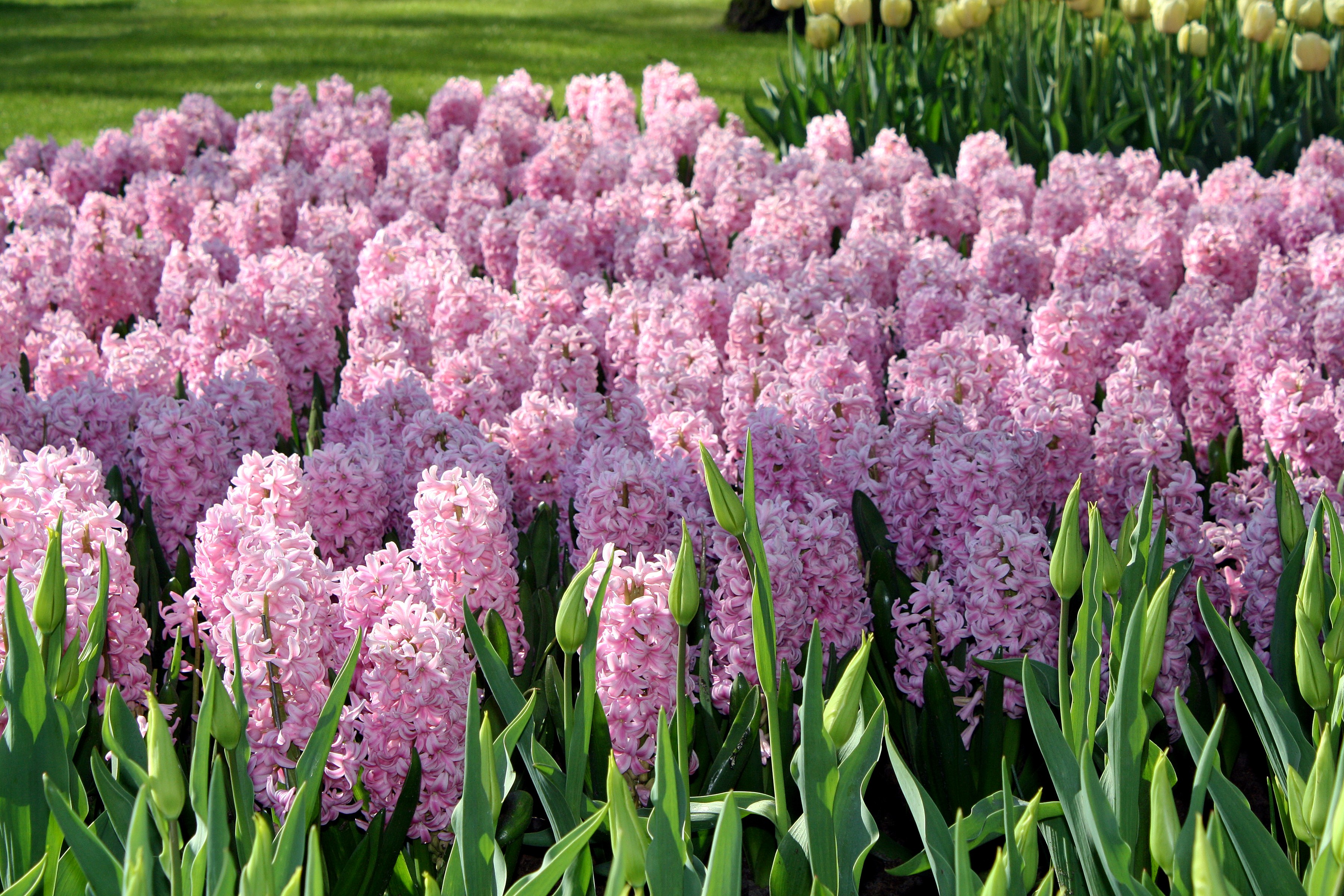 Pink Hyacinths in Keukenhof Gardens, Netherlands HD Wallpaper