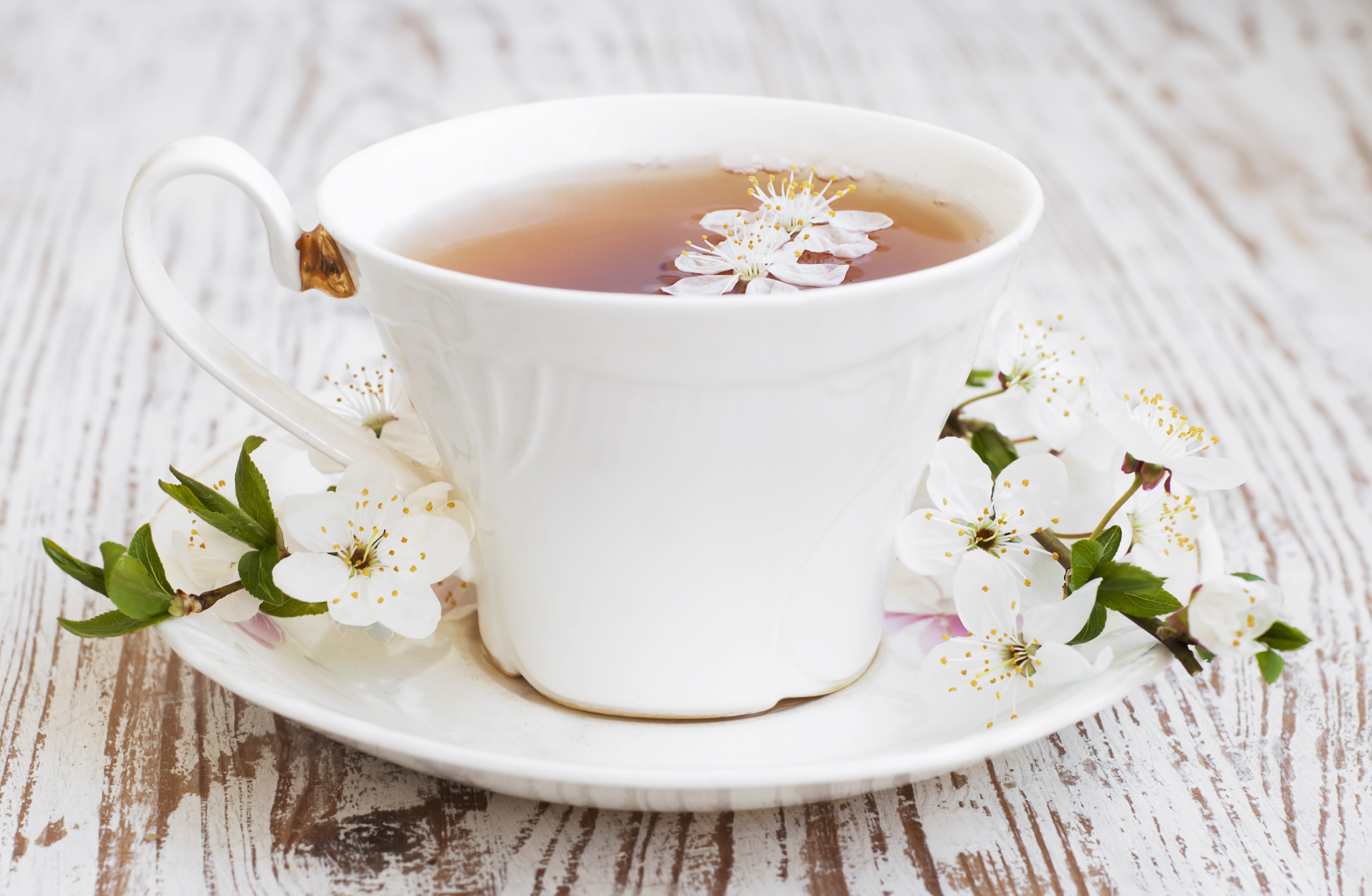 Cup of Tea with Cherry Blossoms HD Wallpaper