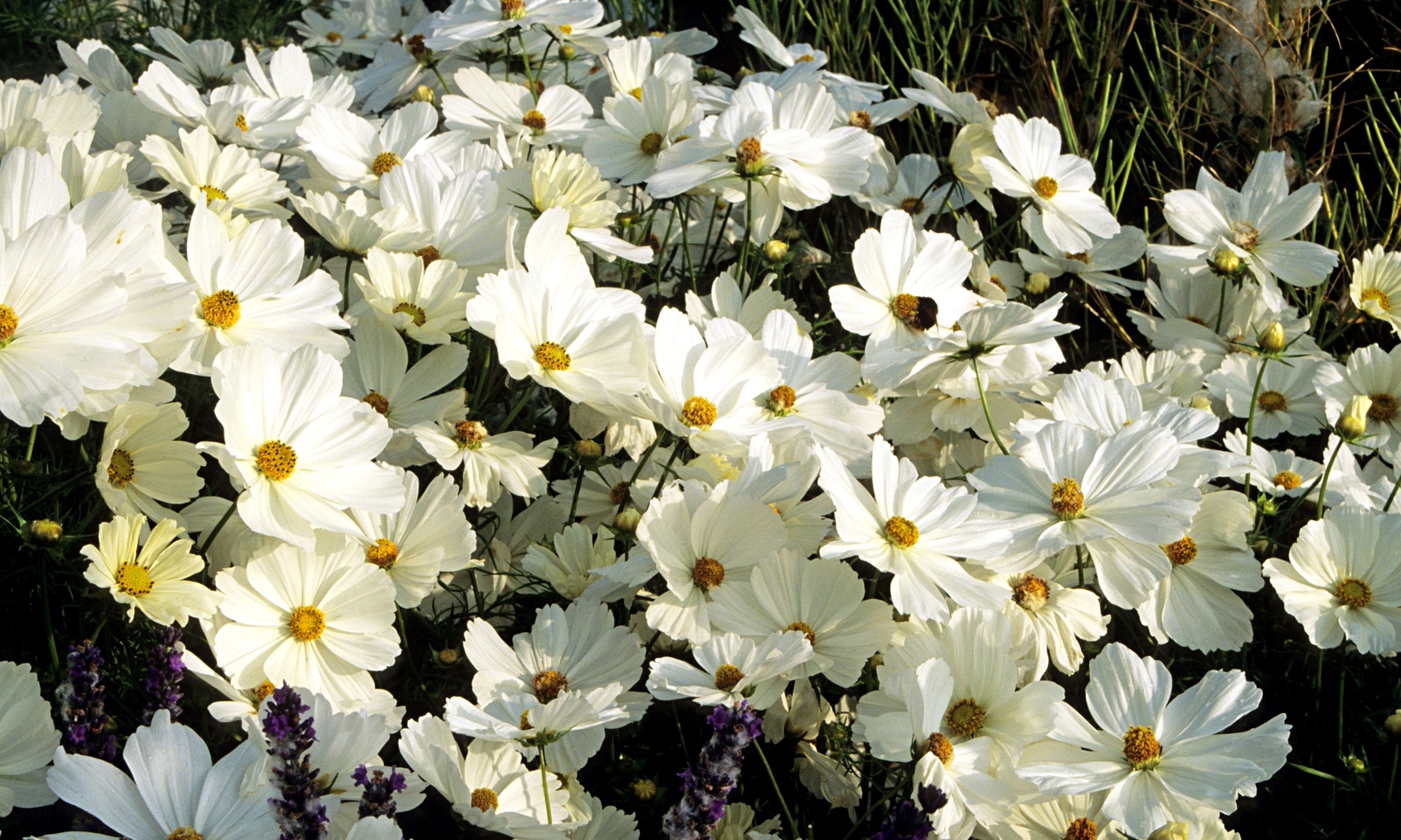 White Cosmos flowers with lavender HD Wallpaper