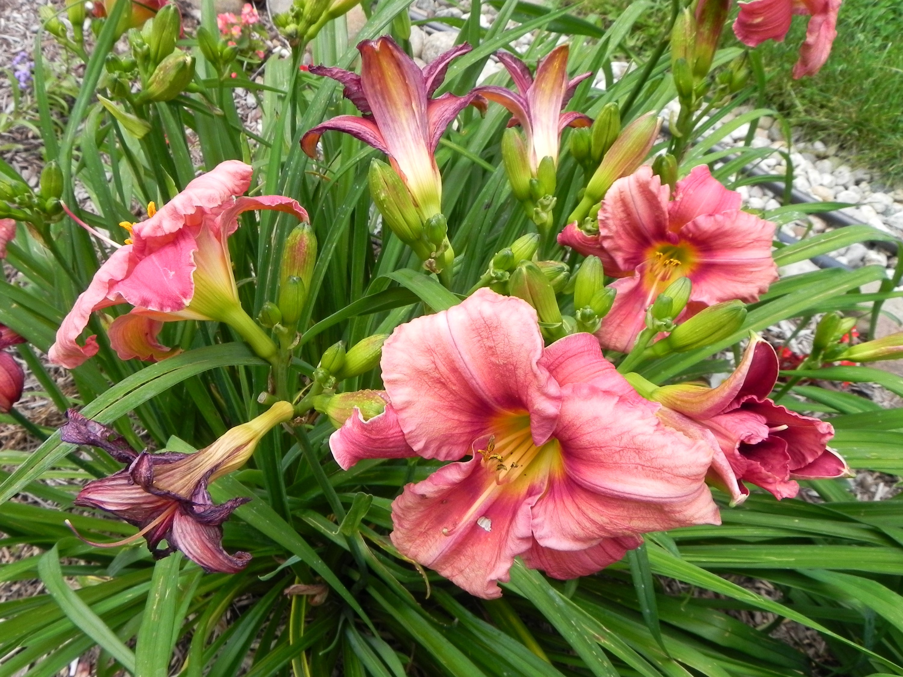 Pink and red daylilies in bloom HD Wallpaper