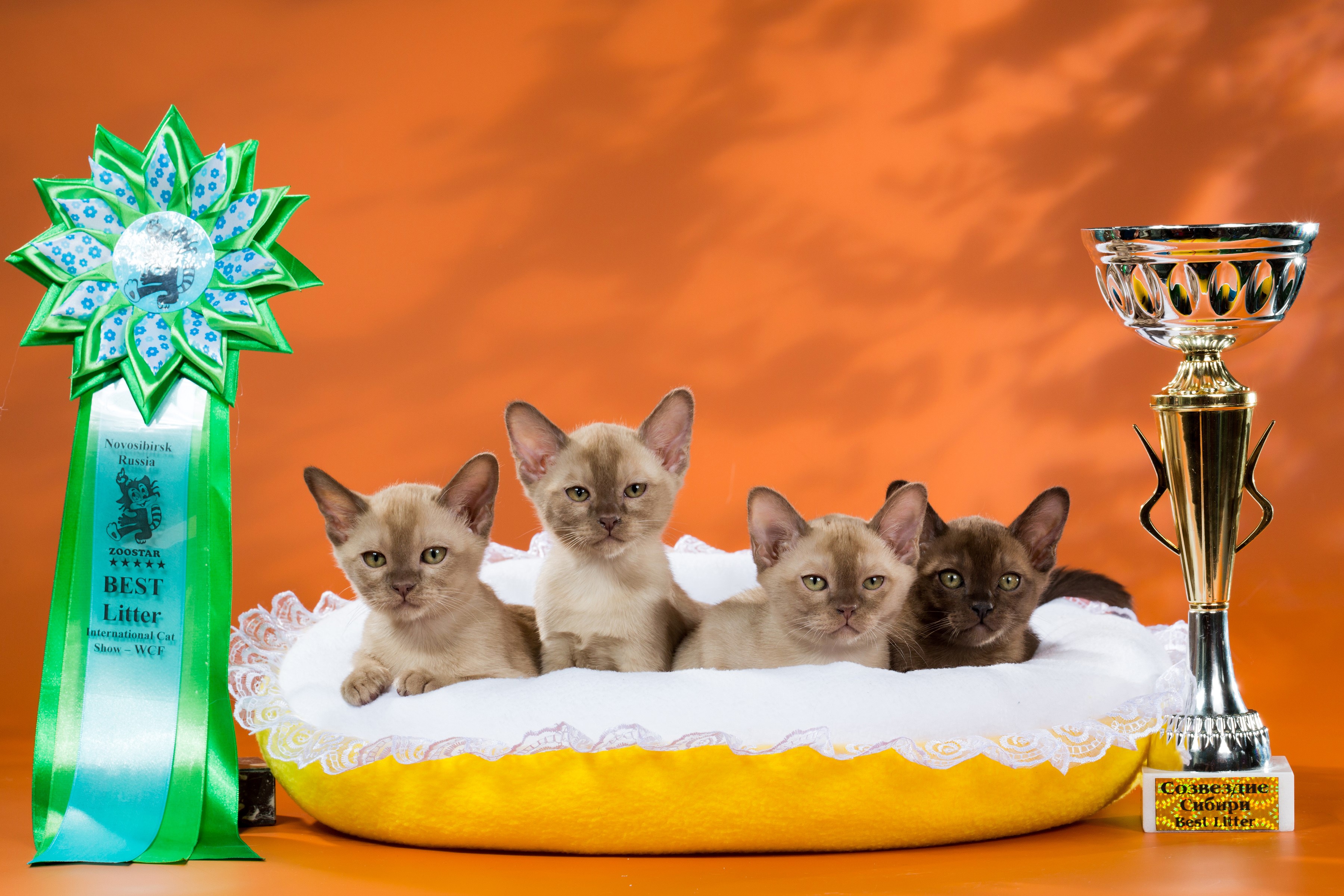 Four Burmese Kittens with Awards HD Wallpaper