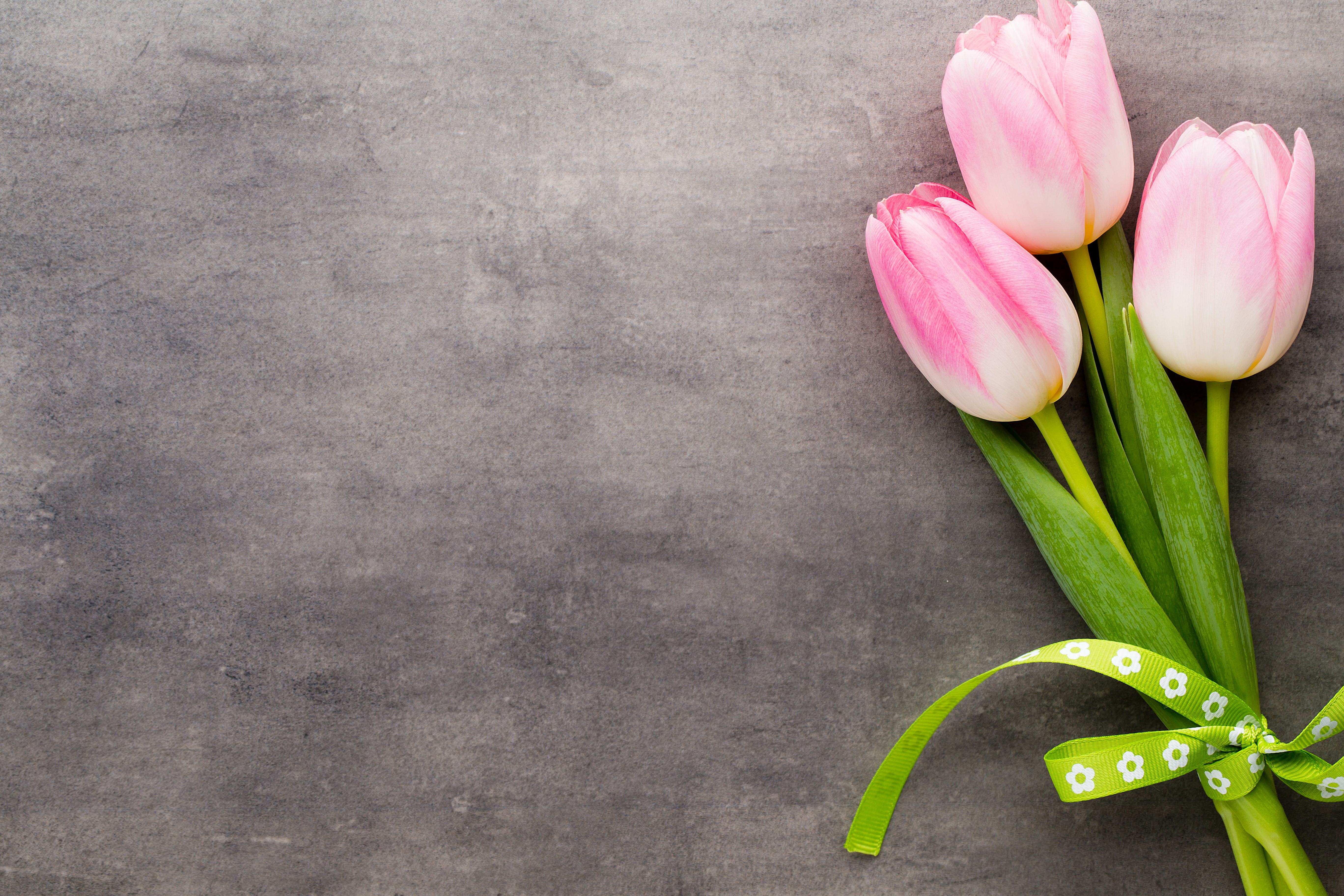 Three pink tulips with green ribbon HD Wallpaper