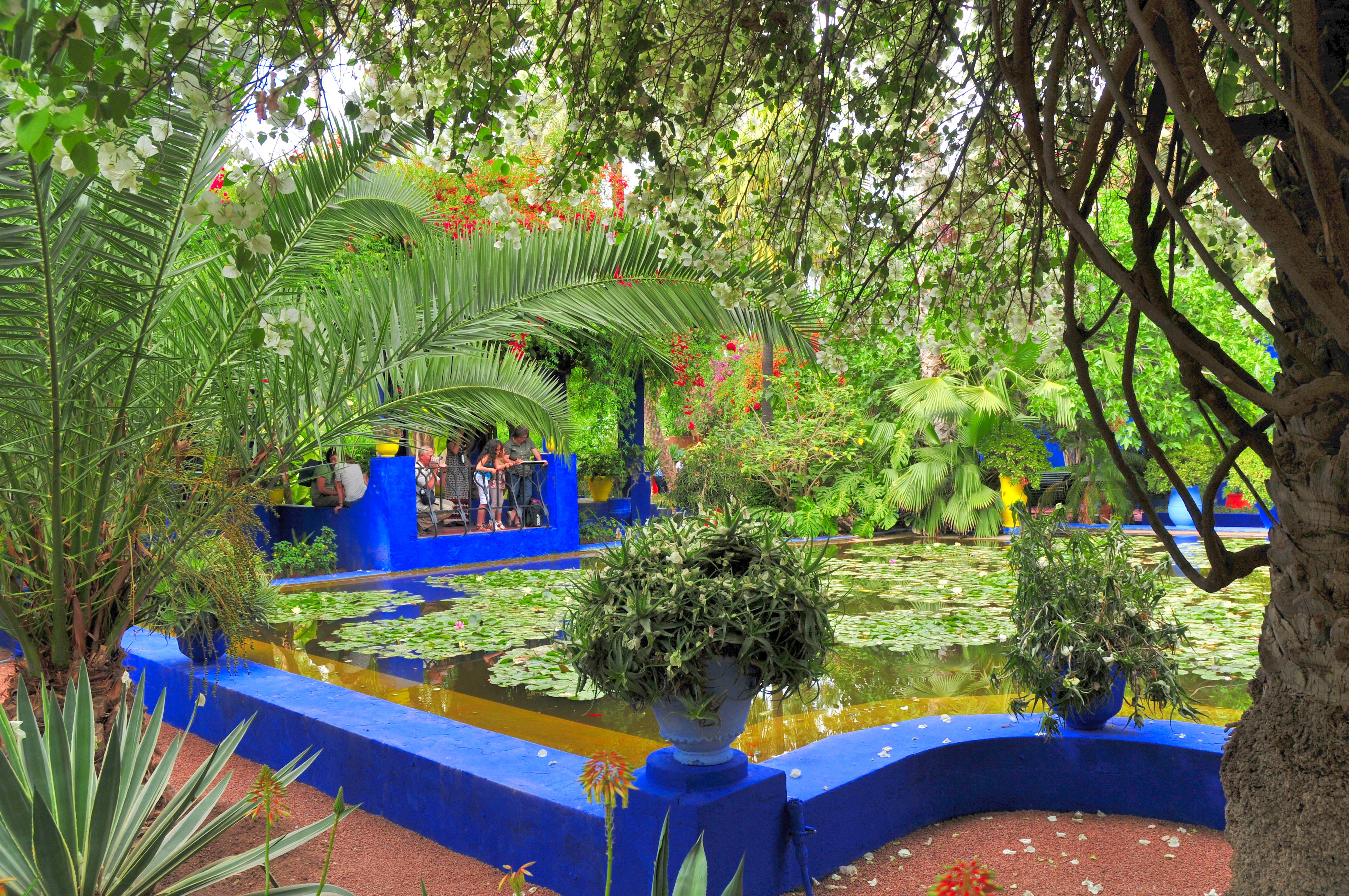 Marrakech Jardin Majorelle Pond with Palms and Shrubs HD Wallpaper