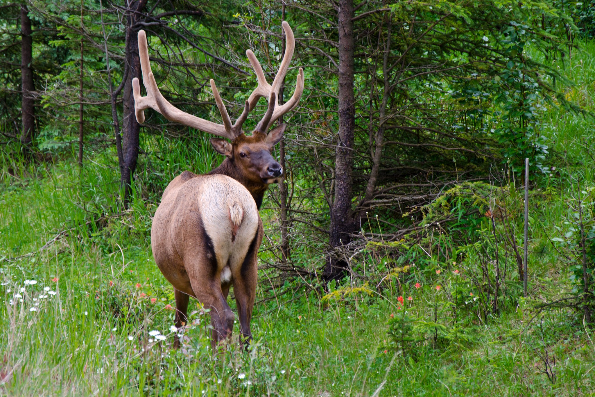 Elk with large antlers in a forest HD Wallpaper