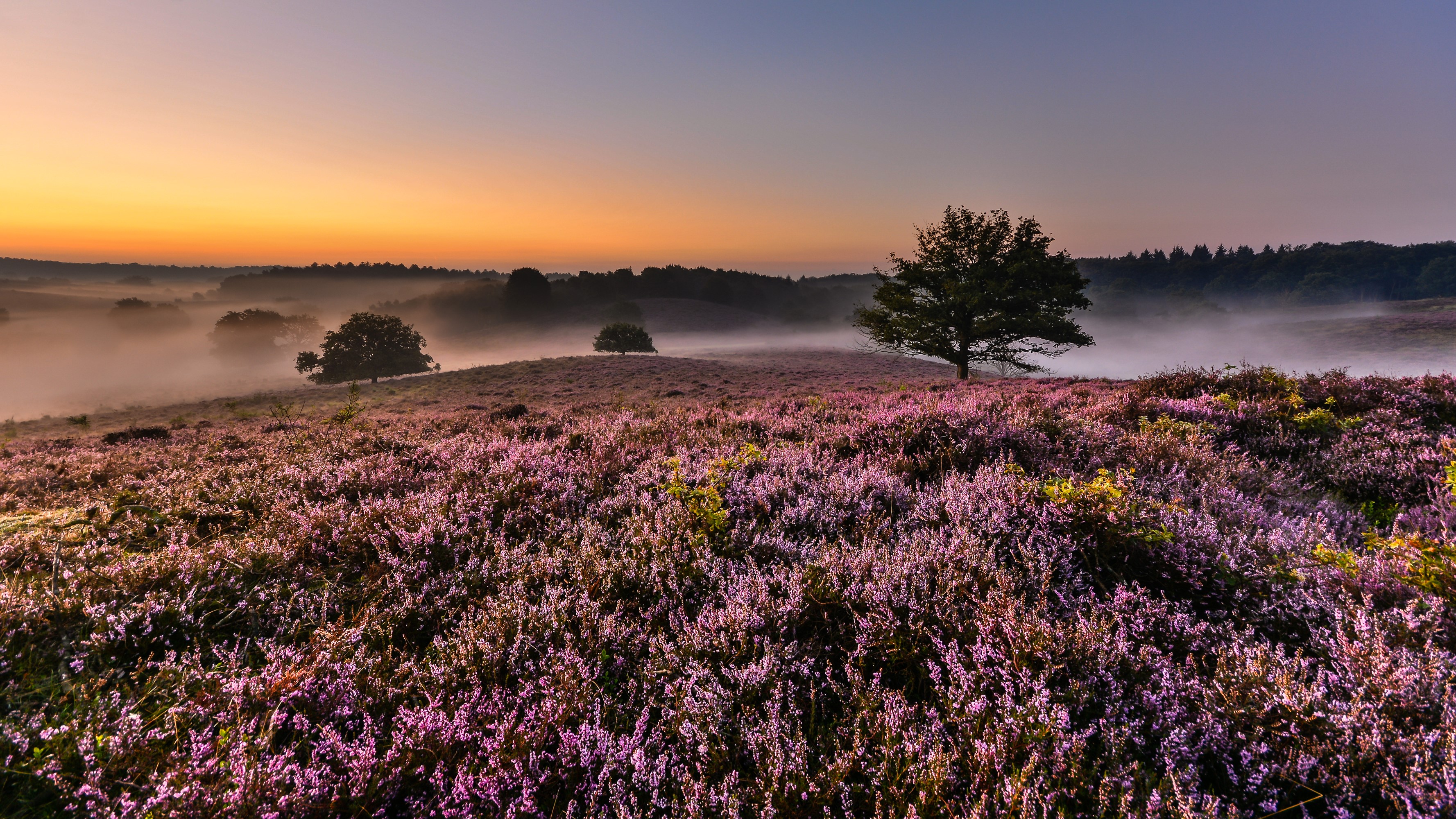 Misty Heathland at Sunrise with Heather and Trees HD Wallpaper