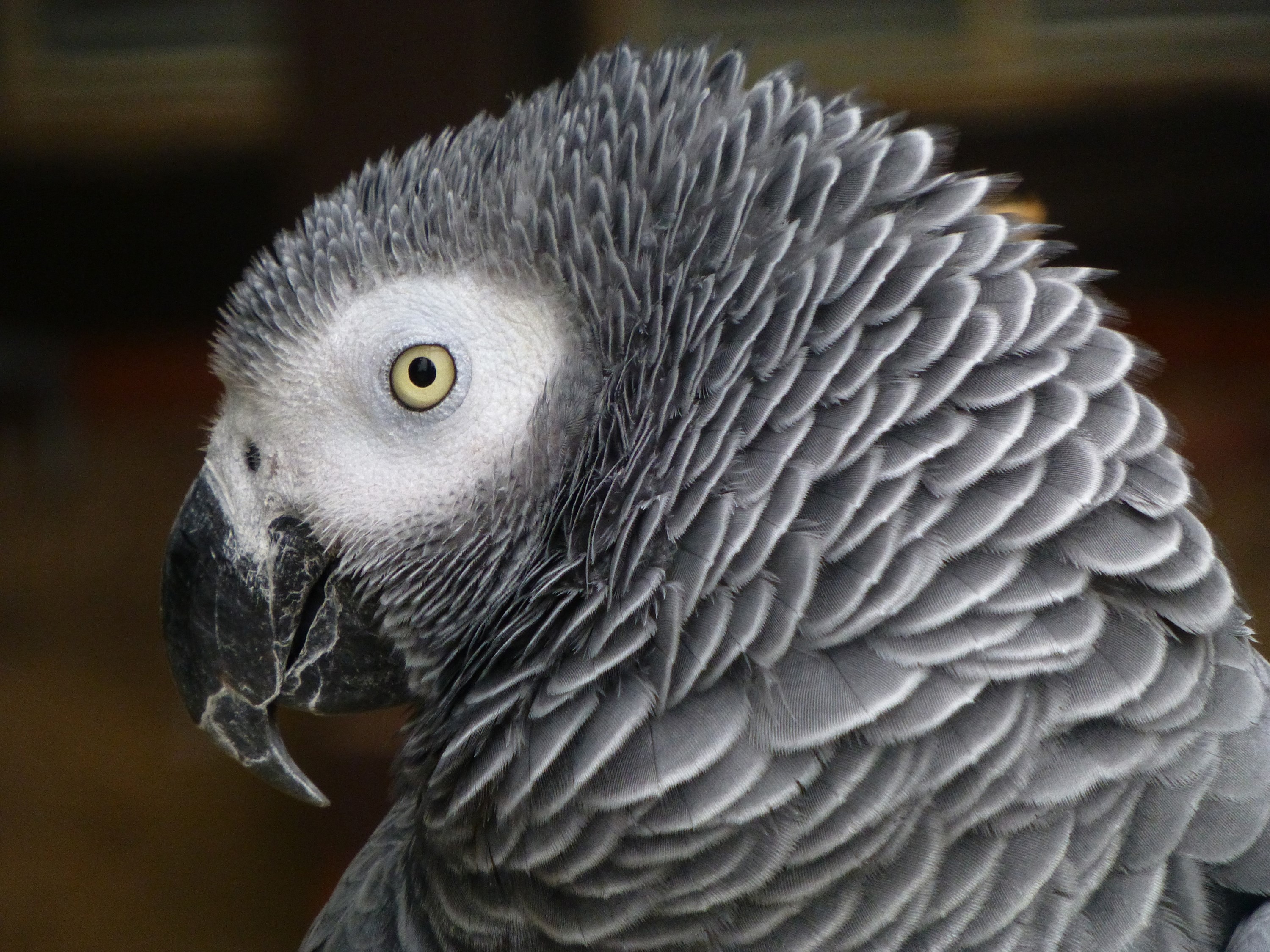 Close-up of an African Grey Parrot's head HD Wallpaper