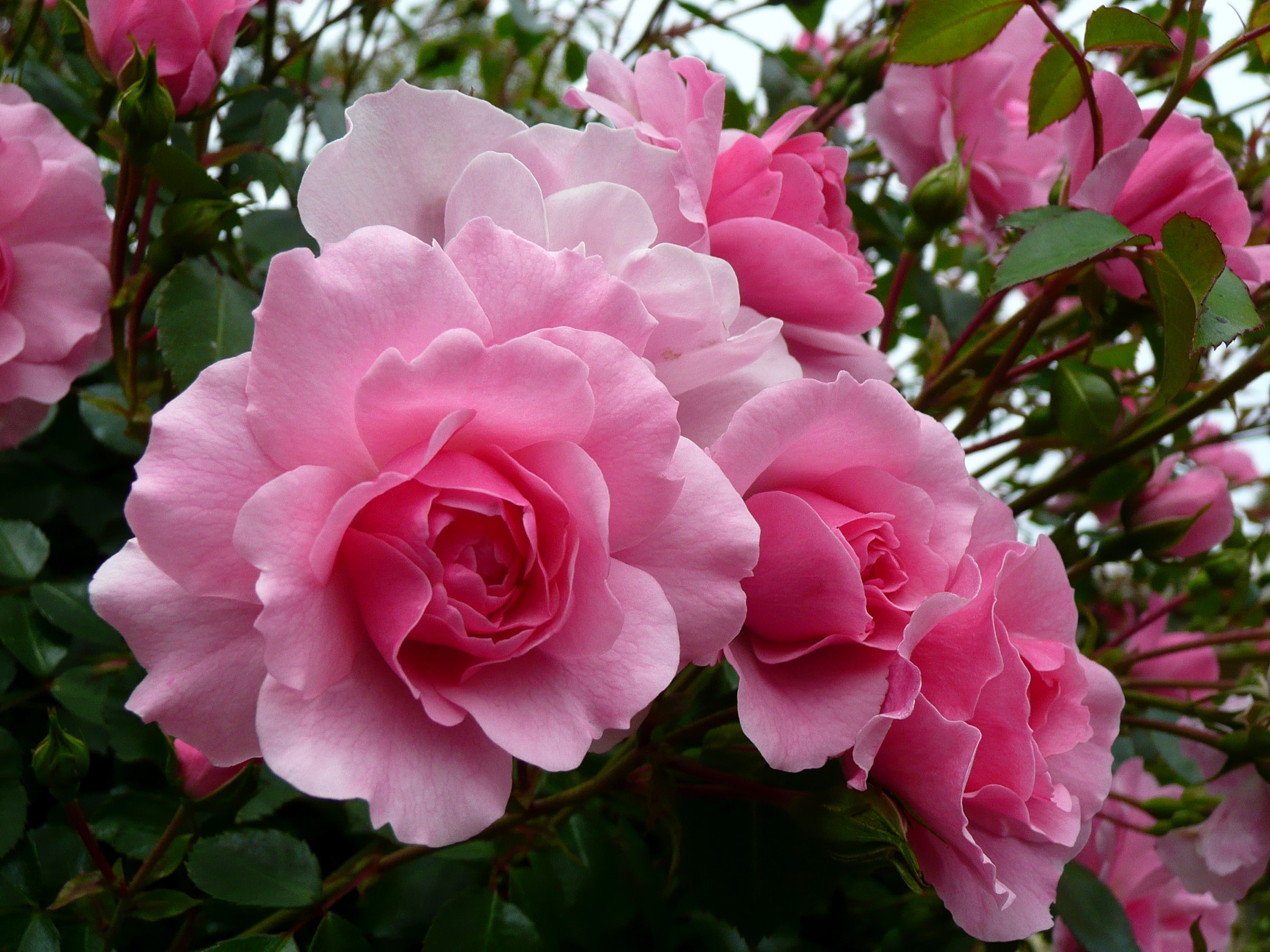 Close-up of pink roses in bloom HD Wallpaper