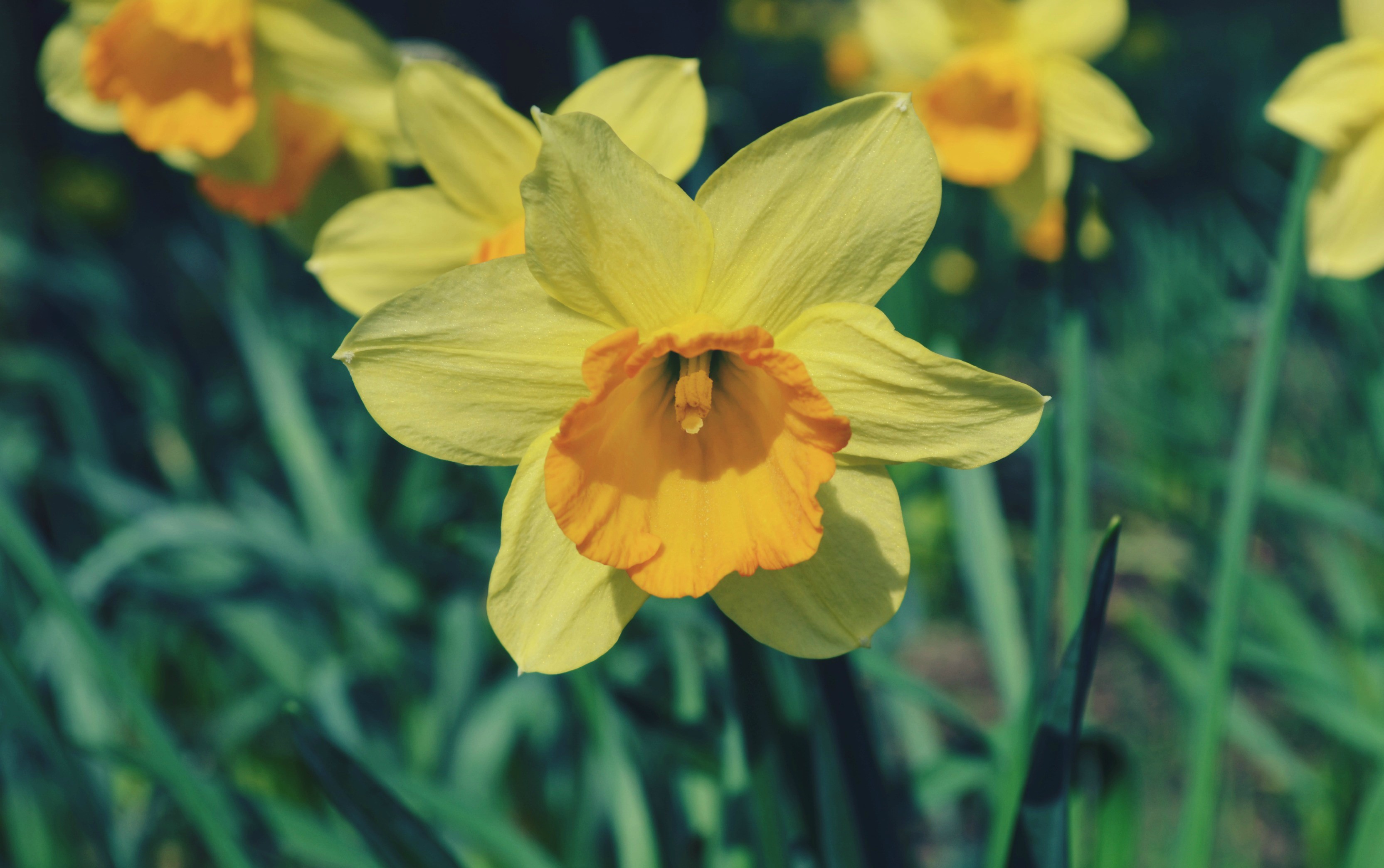 Yellow daffodils with orange centers in a garden HD Wallpaper