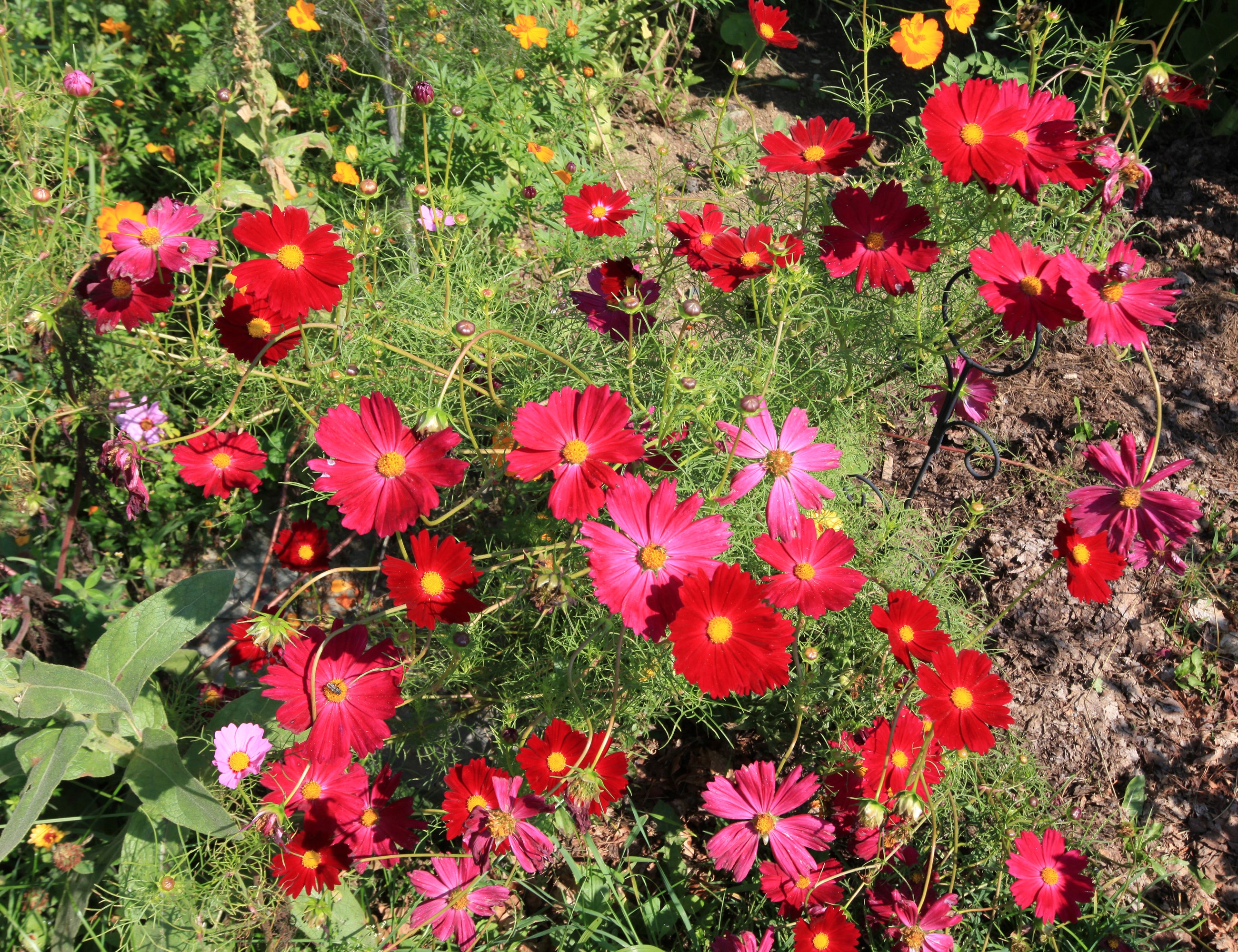 Red and pink cosmos flowers in a garden HD Wallpaper