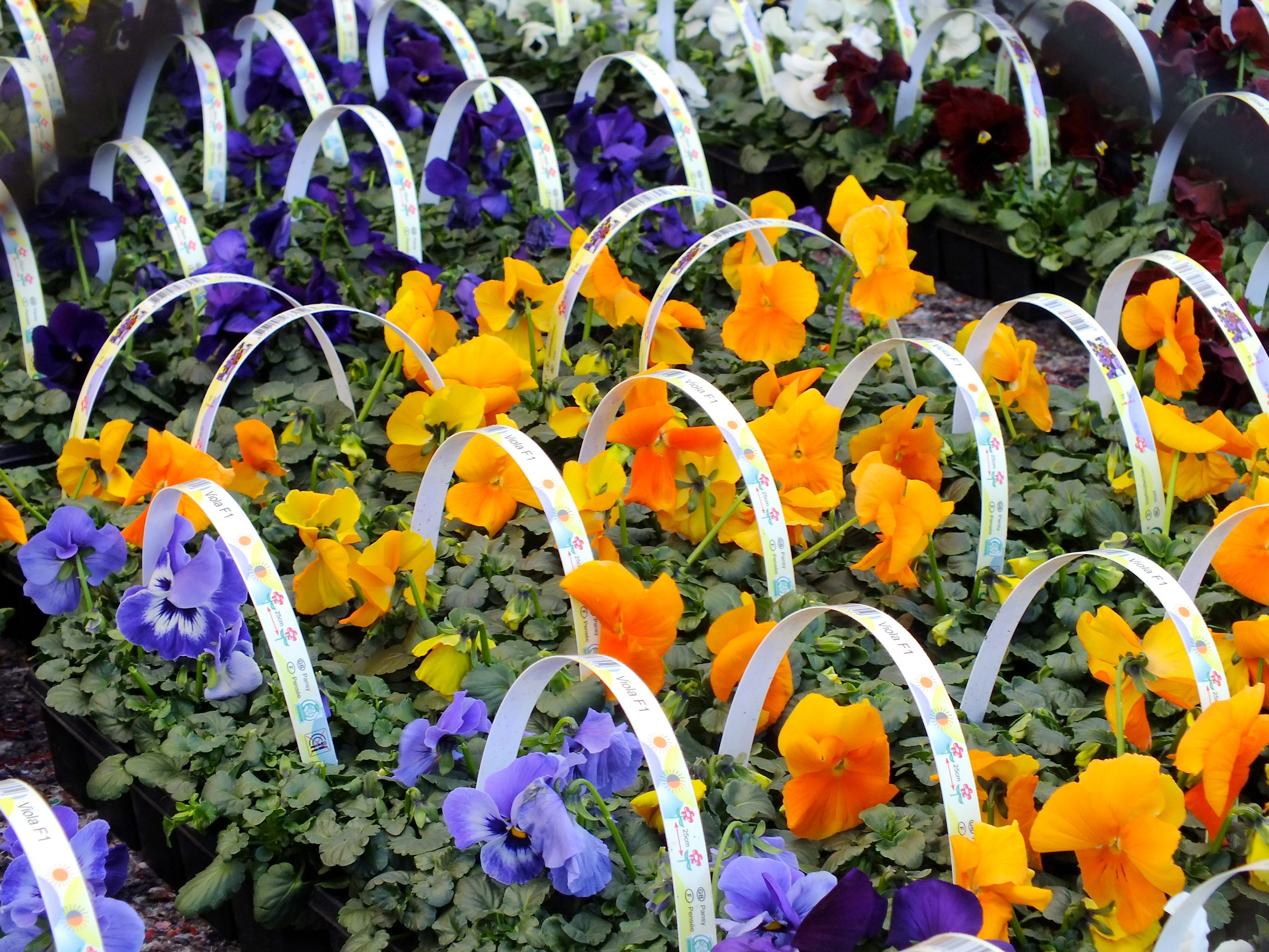 Pansies in pots with decorative labels HD Wallpaper