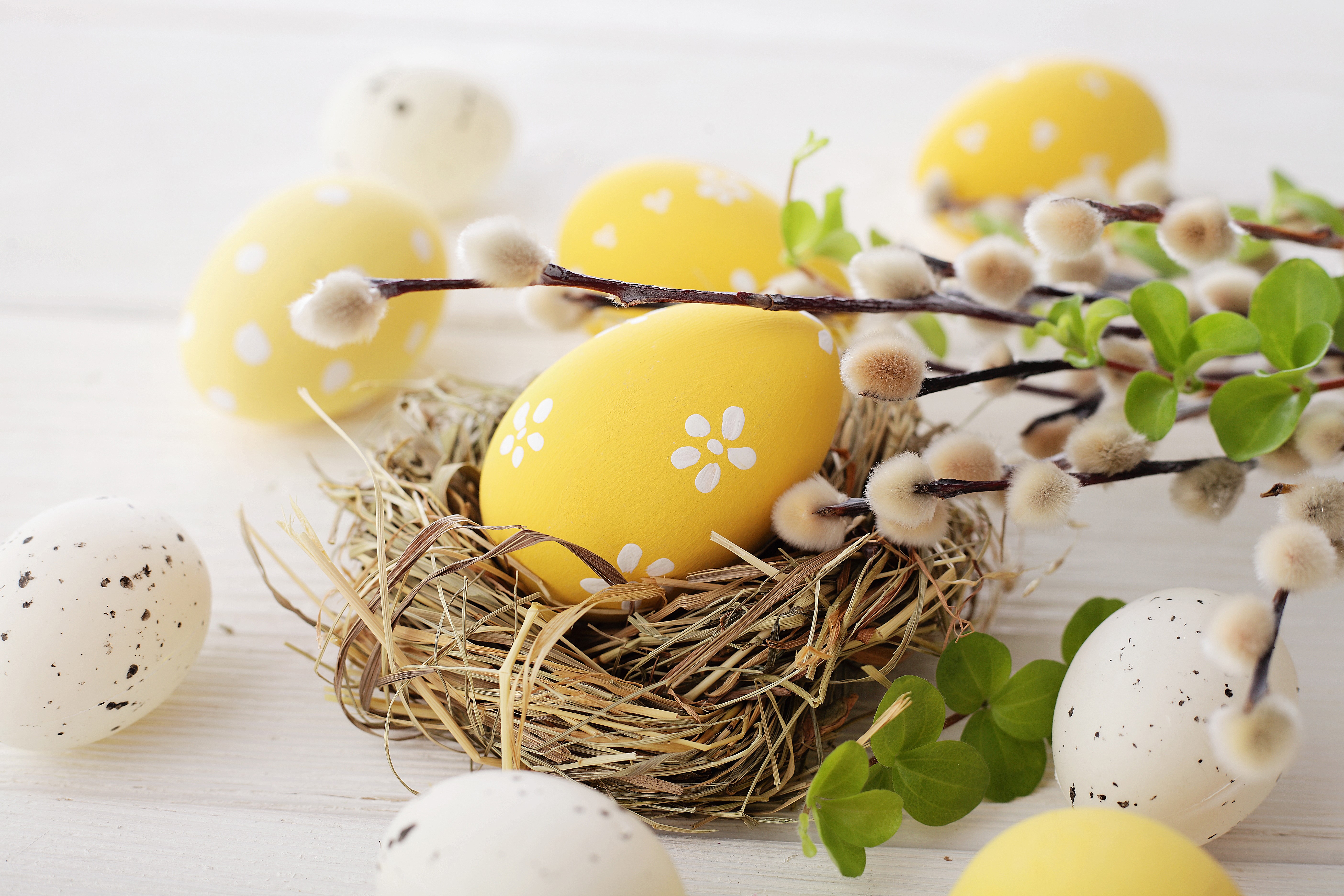 Easter eggs in a nest with pussy willow branches HD Wallpaper