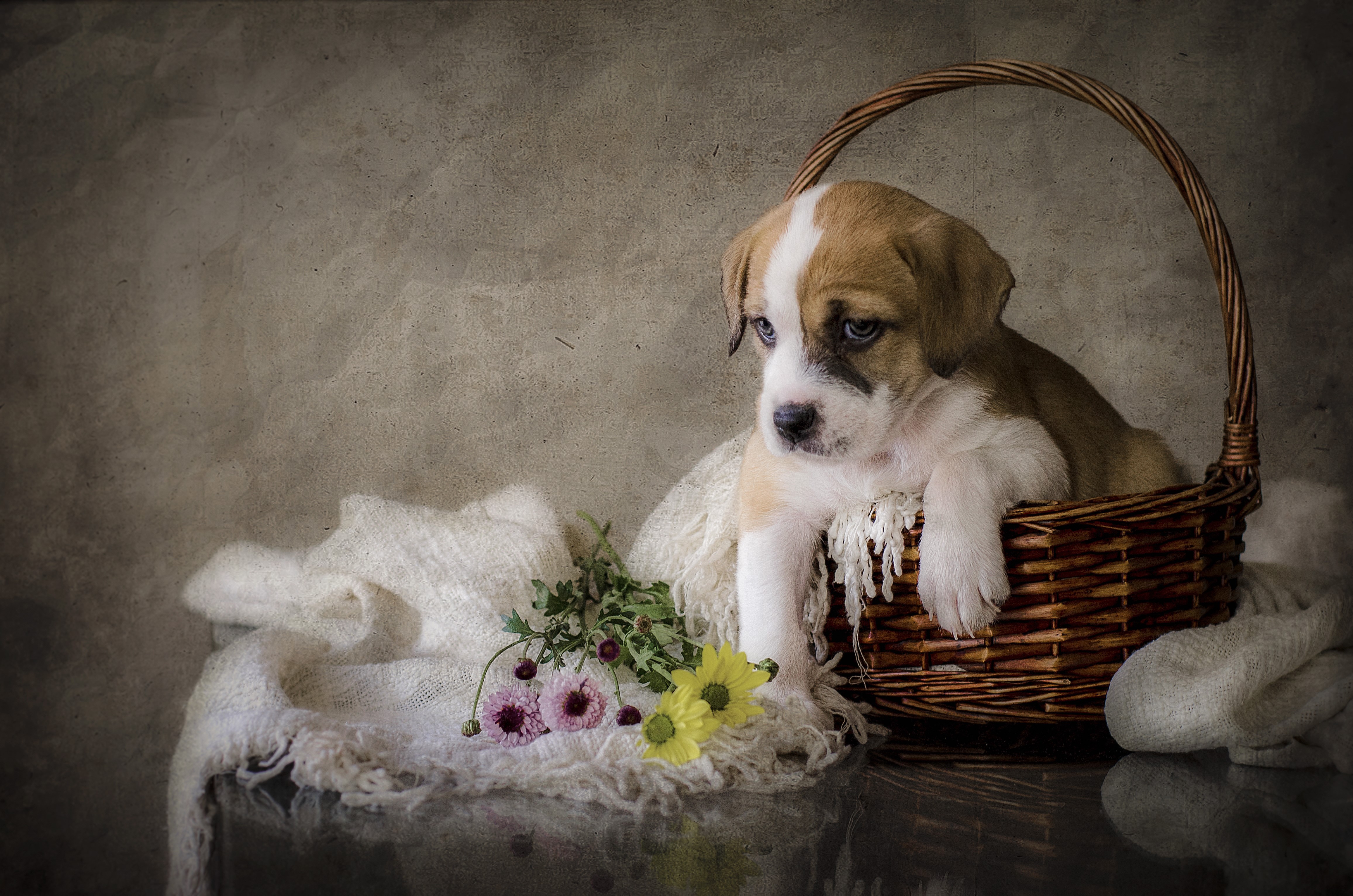 Puppy in a wicker basket with flowers HD Wallpaper