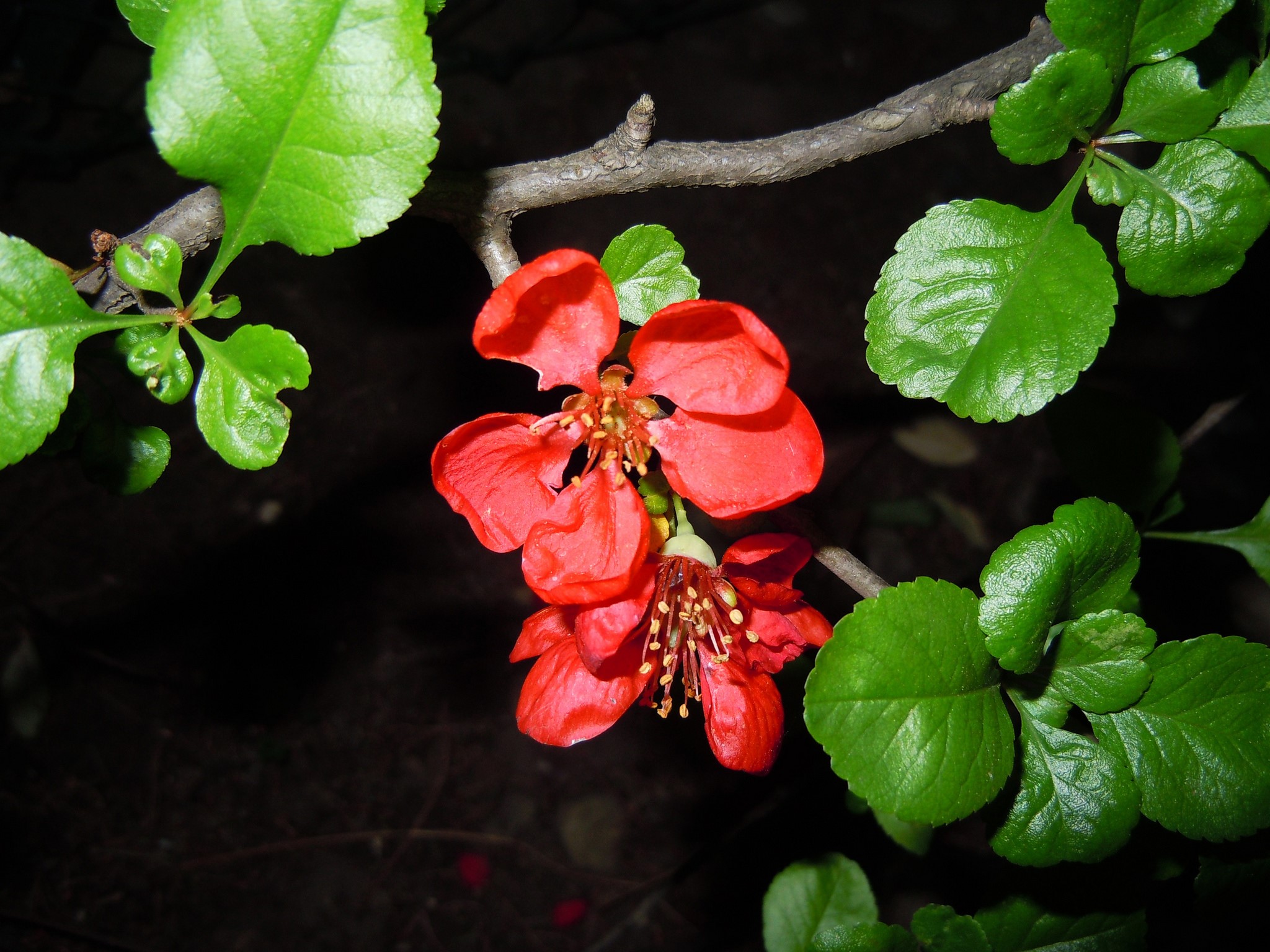 Red flowers on a tree branch with green leaves HD Wallpaper