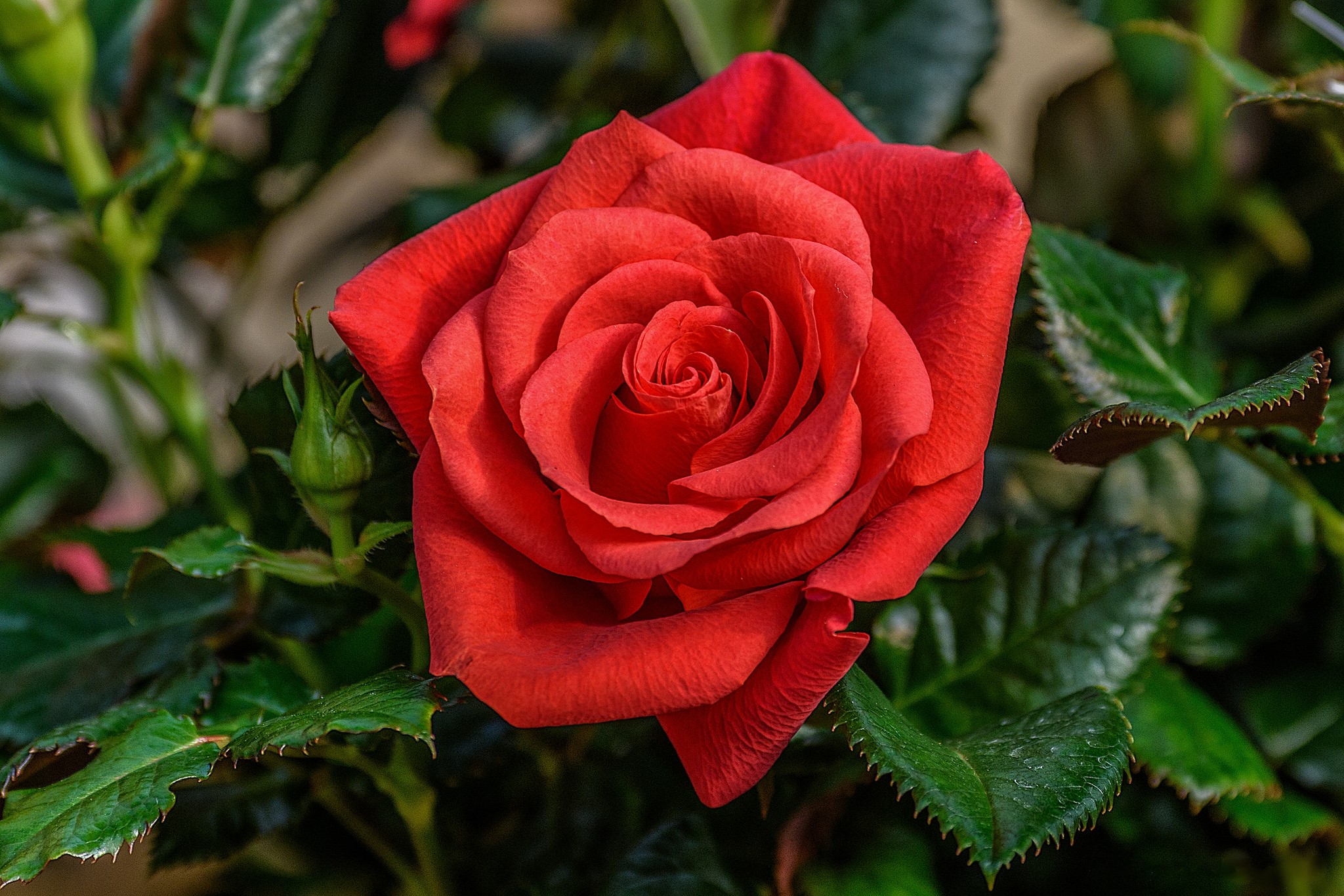Red Rose in Bloom HD Wallpaper