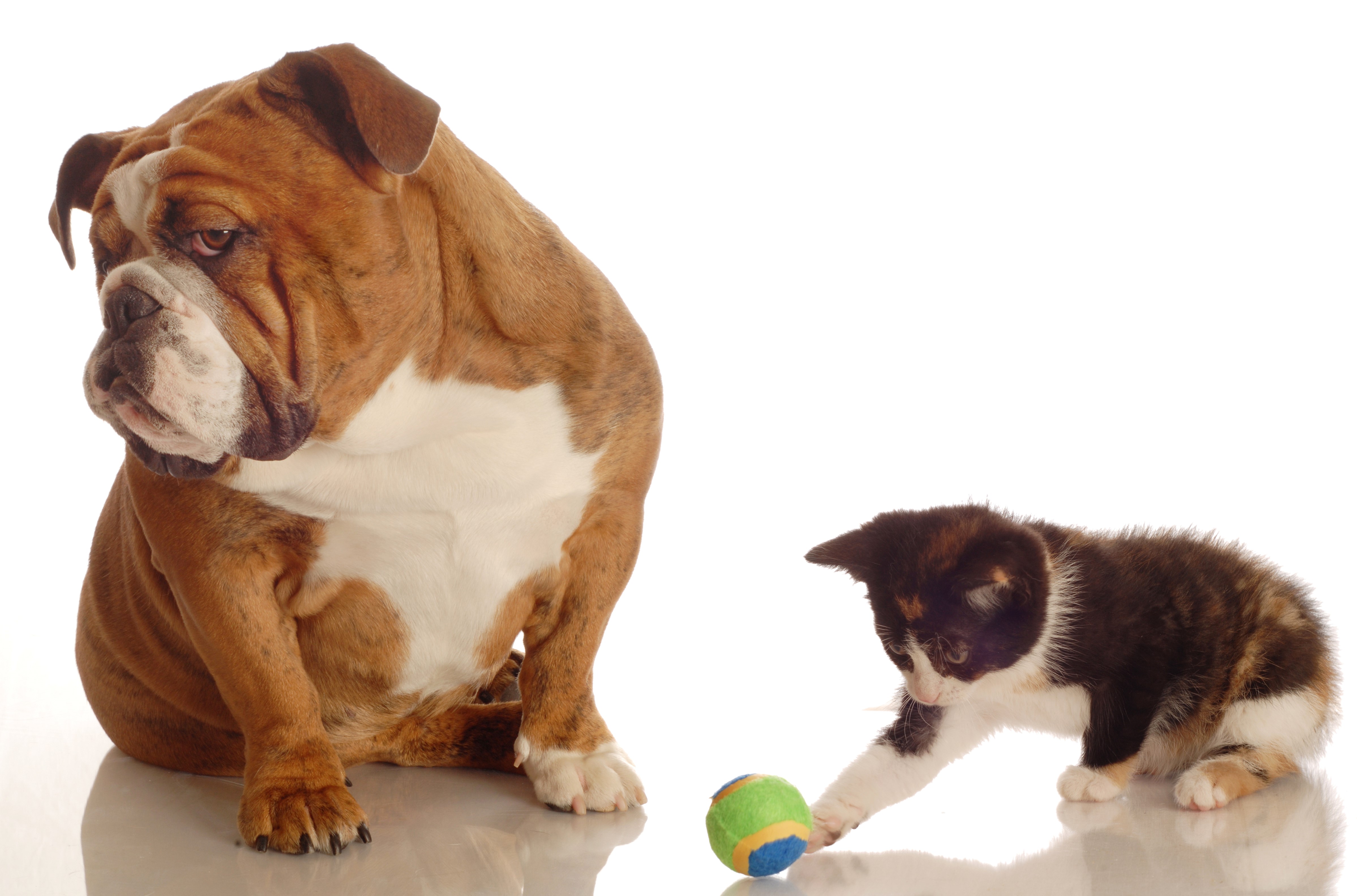 Bulldog and Kitten Playing with Ball HD Wallpaper