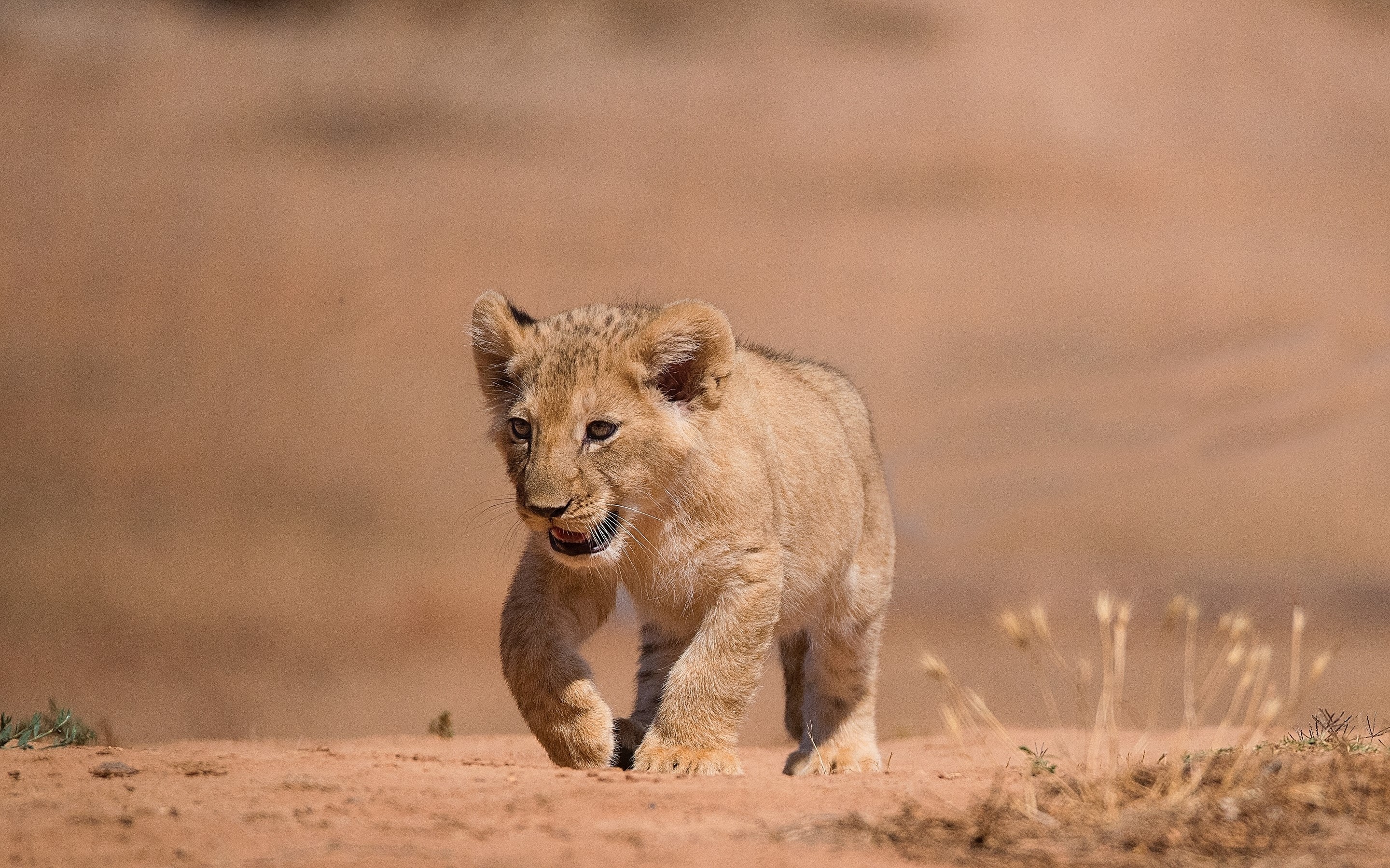 Lion cub walking on dirt ground HD Wallpaper