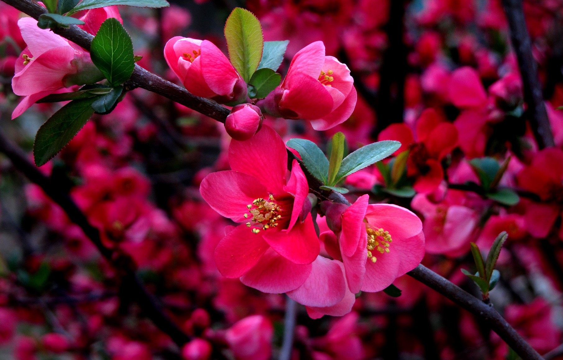 Pink Japanese Quince Flowers Blooming on Branches HD Wallpaper